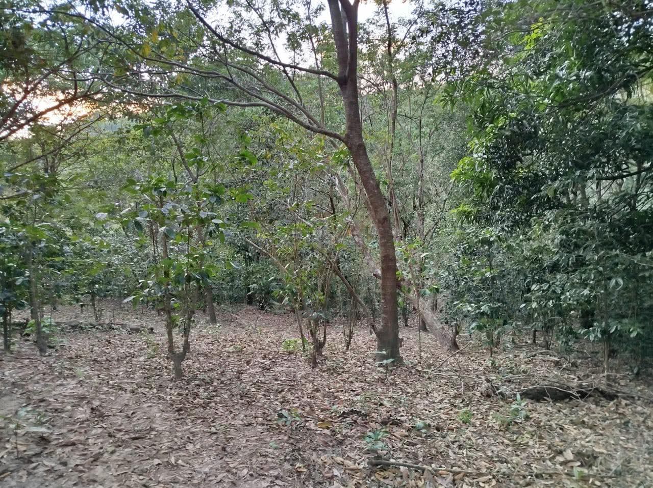 HUIZUCAR EL ZAPOTE 1.5 MANZANAS