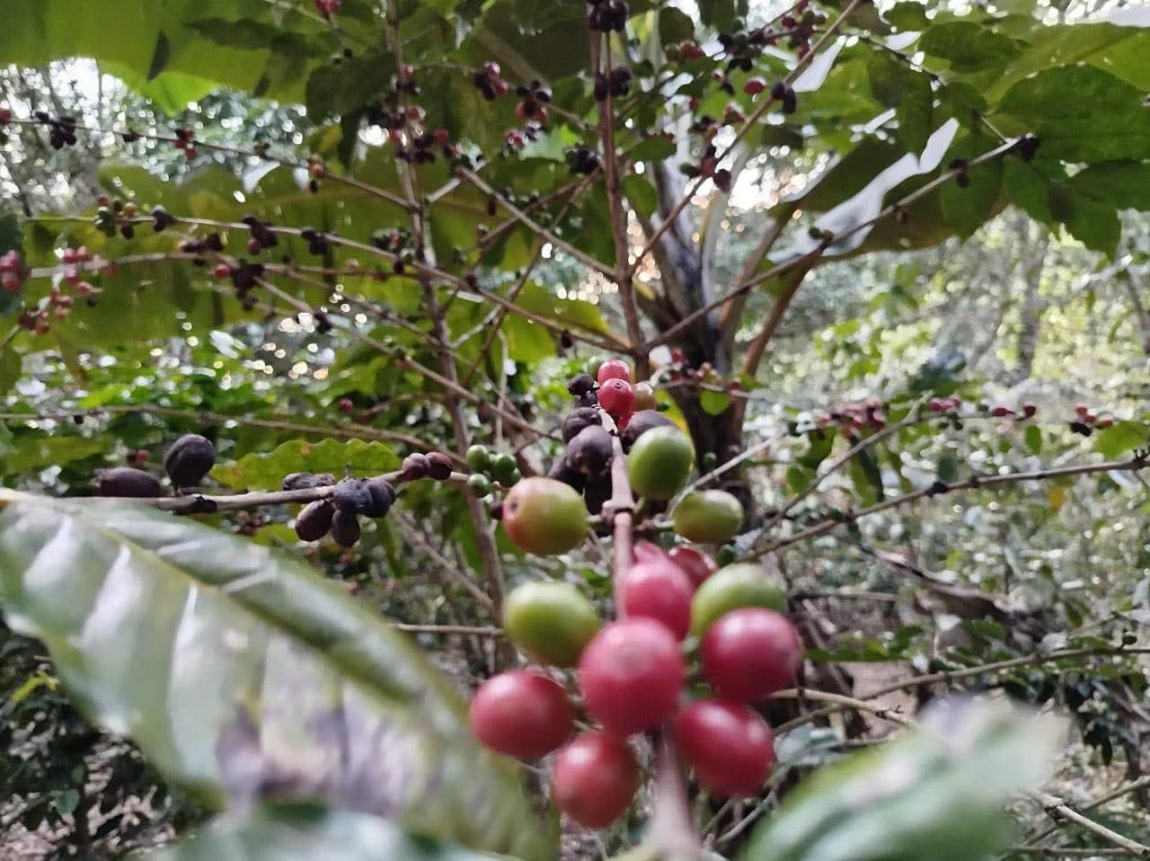 HUIZUCAR EL ZAPOTE 1.5 MANZANAS