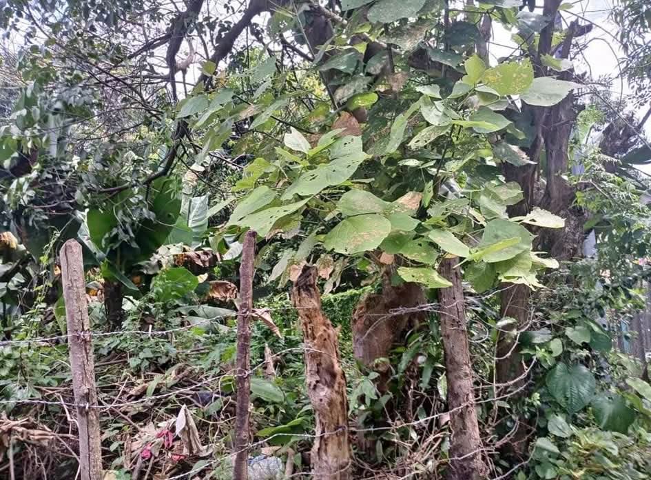 TERRENO MARIONA SAN SALVADOR