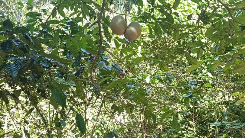 SONSONATE NAHUIZALCO 29 MANZANAS