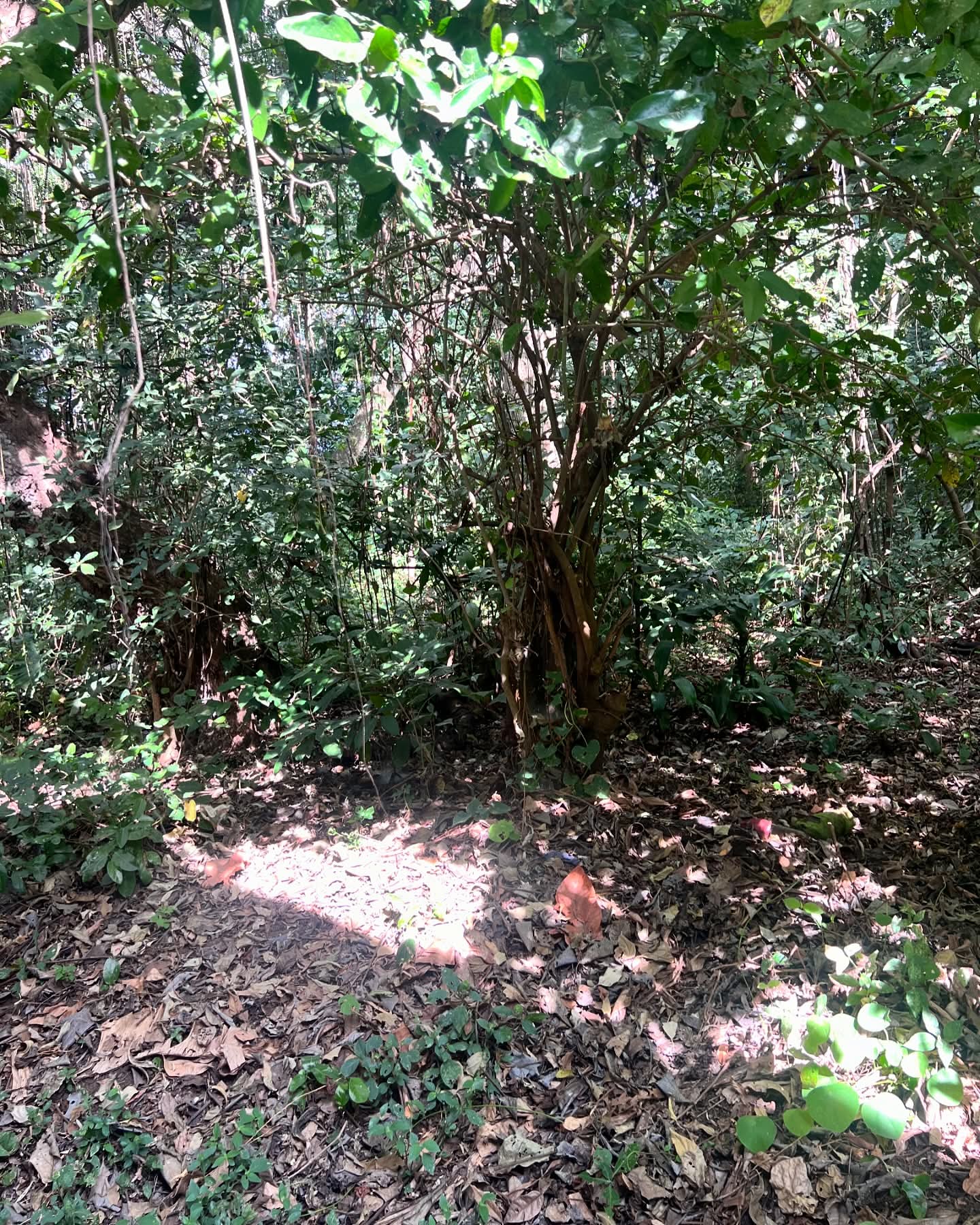 SANTA ANA TERRENO PLANO LOMA ALTA