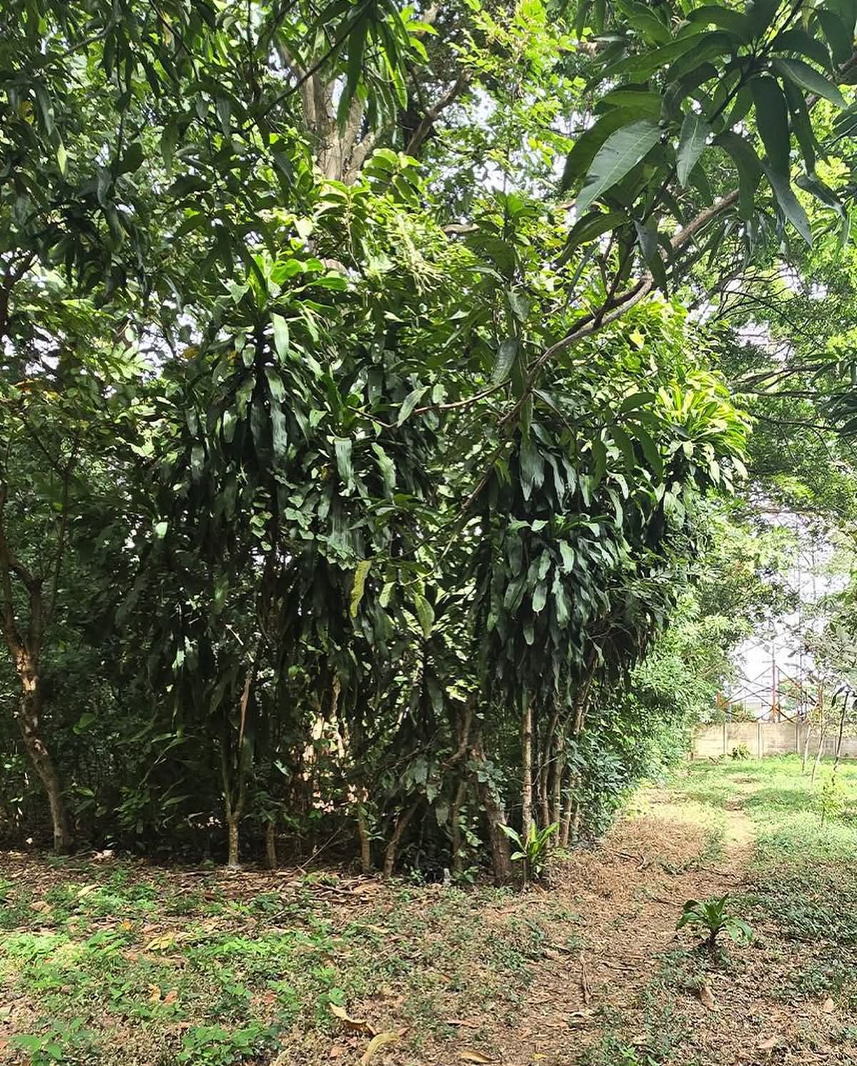 SANTA ANA TERRENO PLANO LOMA ALTA