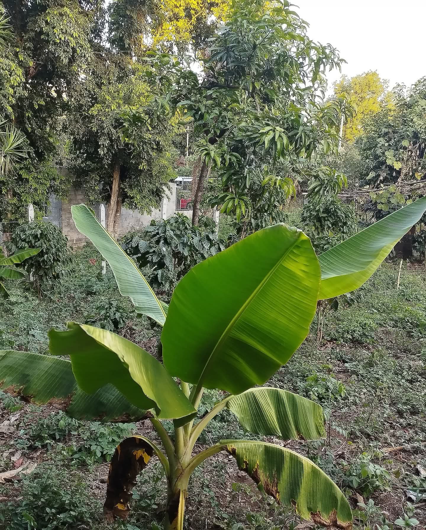 SANTA ANA CASERIO LAS MERCEDES