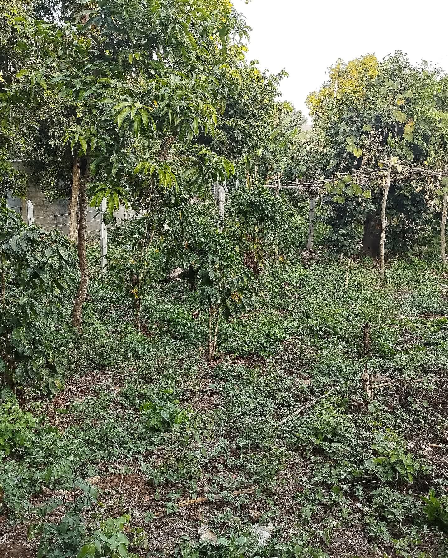 SANTA ANA CASERIO LAS MERCEDES