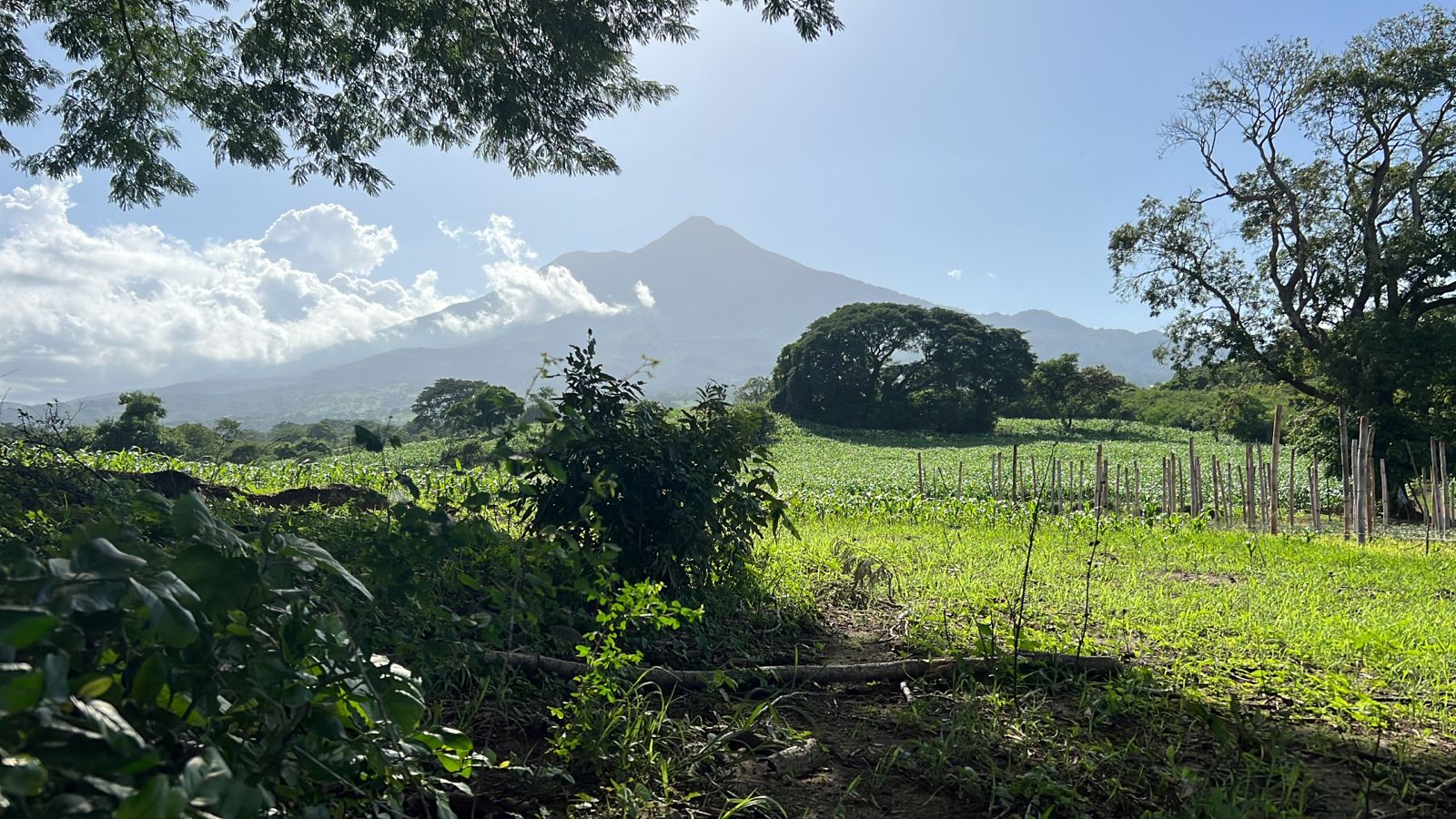 90 MANZANAS EN LA FALDAS VOLCAN JIBOA