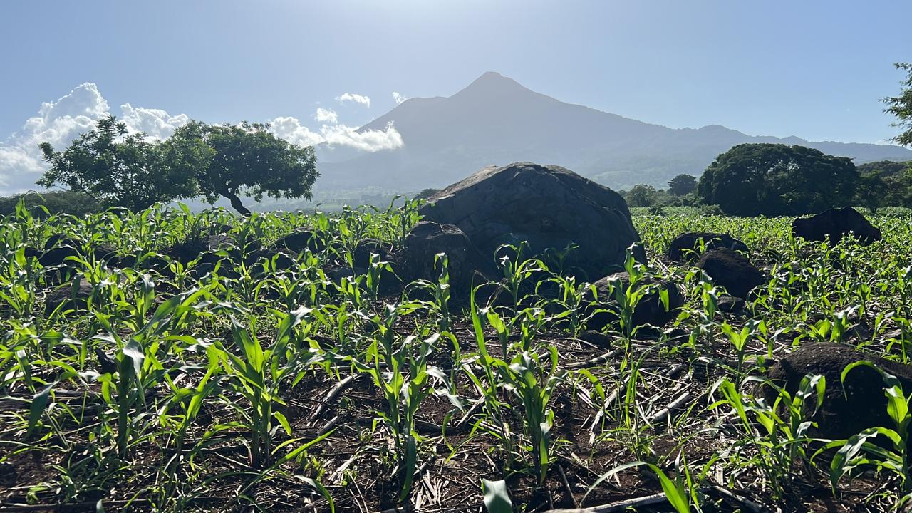 90 MANZANAS EN LA FALDAS VOLCAN JIBOA 