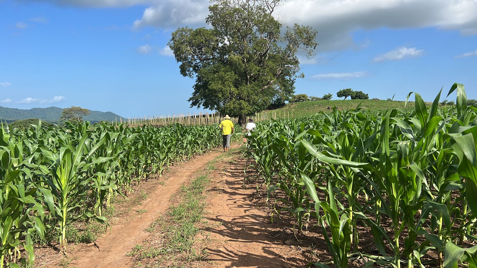 90 MANZANAS EN LA FALDAS VOLCAN JIBOA 