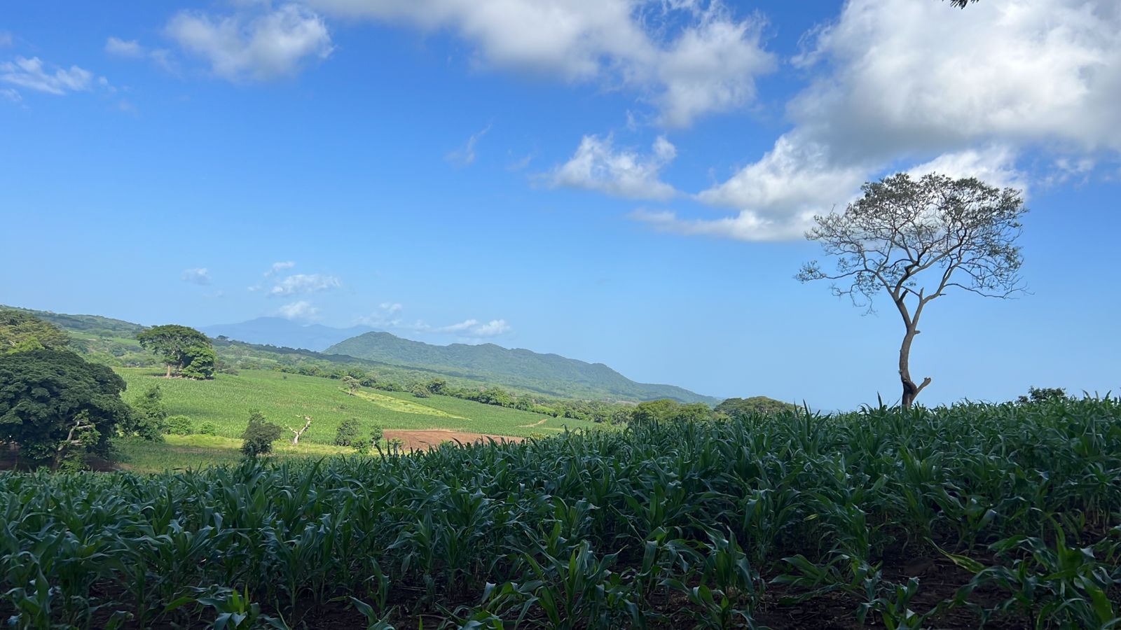 90 MANZANAS EN LA FALDAS VOLCAN JIBOA 
