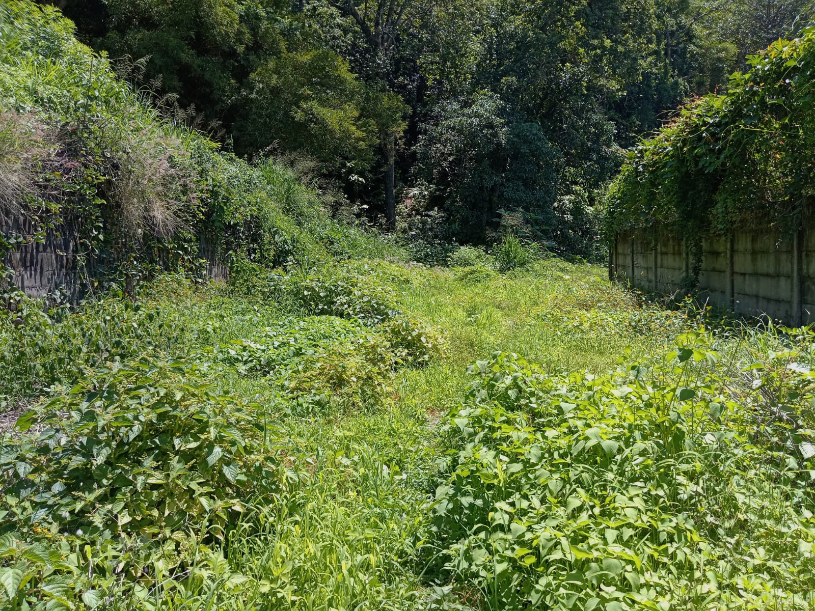 TERRENO CUMBRES DE LA ESCALON 