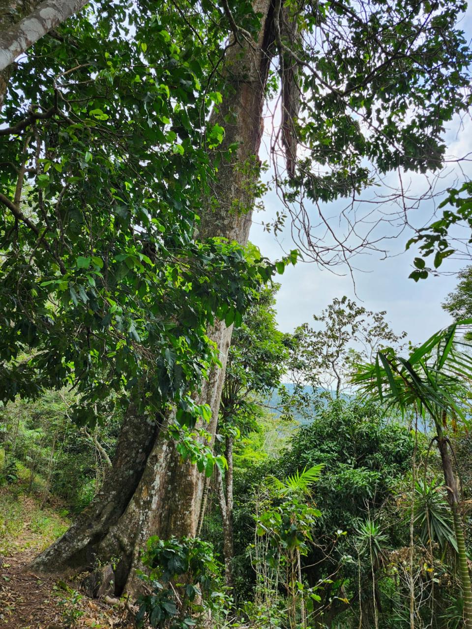 TERRENO 8MNZNS TACUBA AHUACHAPAN EL SINCUYO