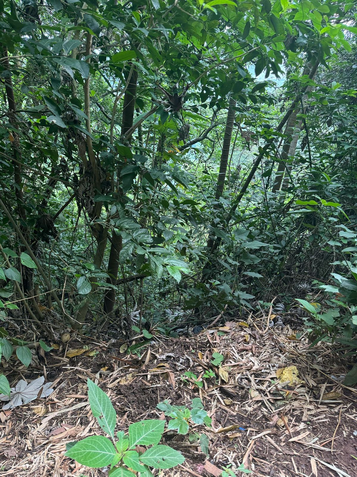 SE VENDE EN CHILTIUPAN LA LIBERTAD 5 MANZANAS 