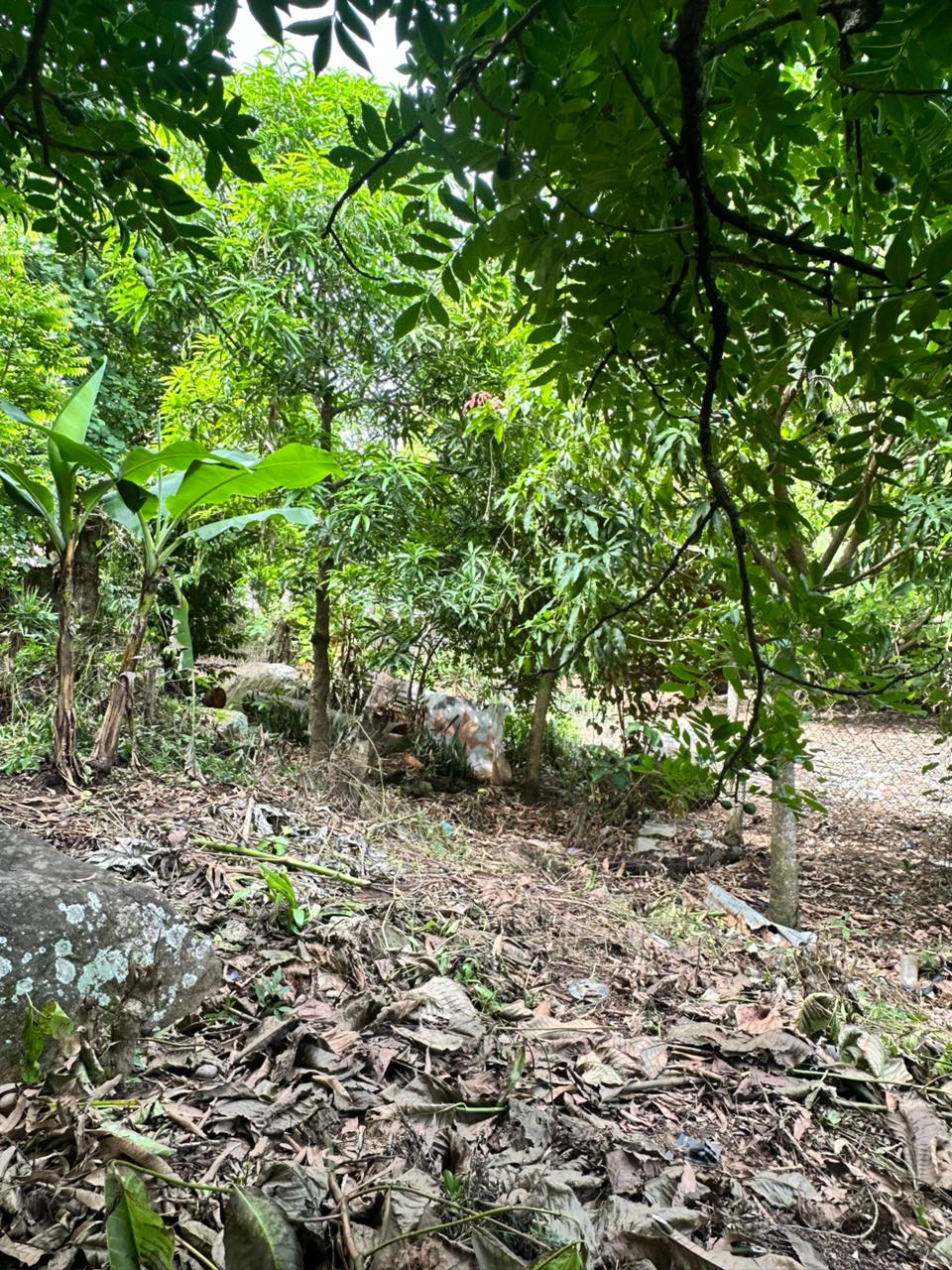 HUIZUCAR TILAPA1 LA LIBERTAD 