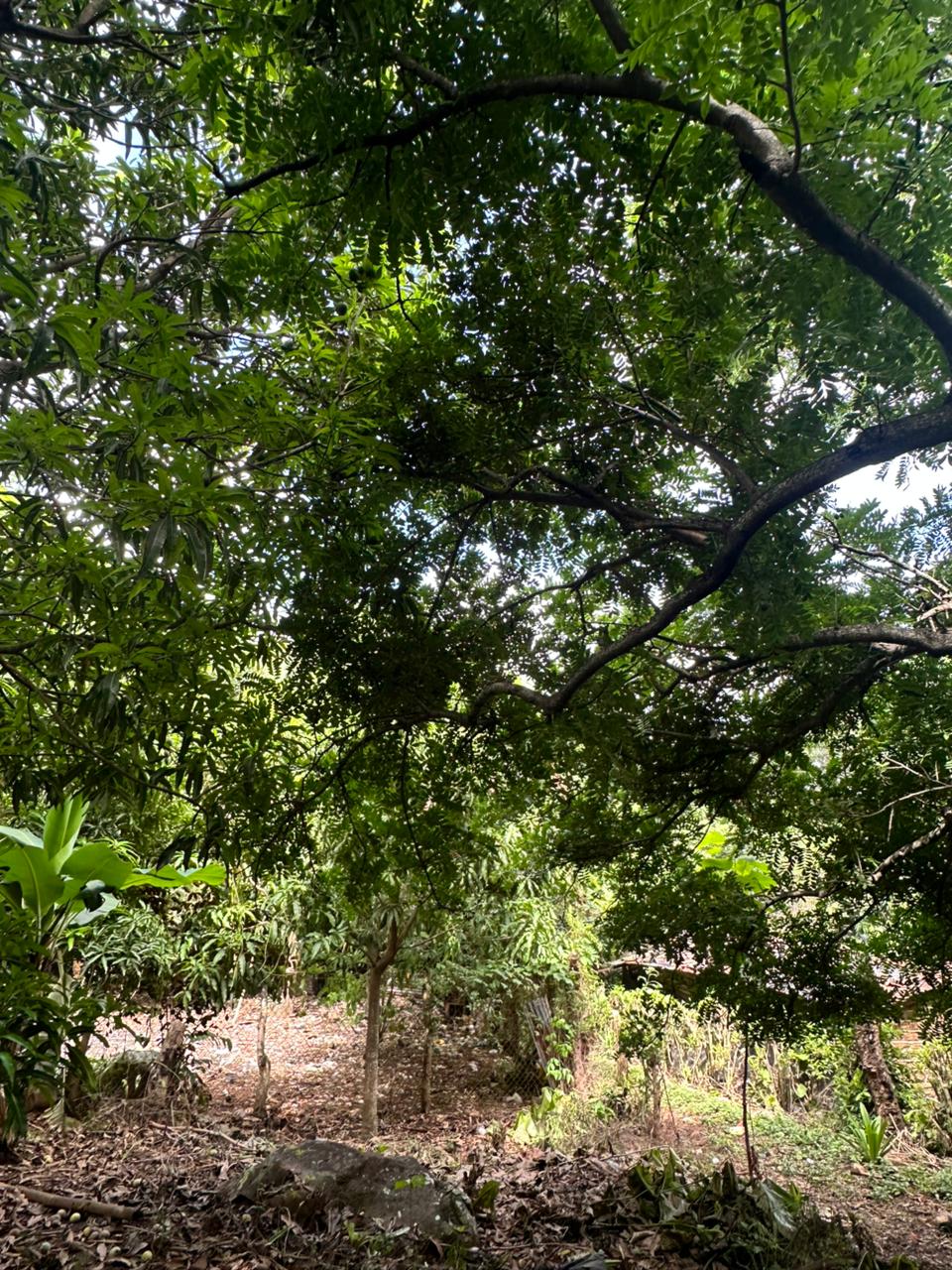 HUIZUCAR TILAPA1 LA LIBERTAD 