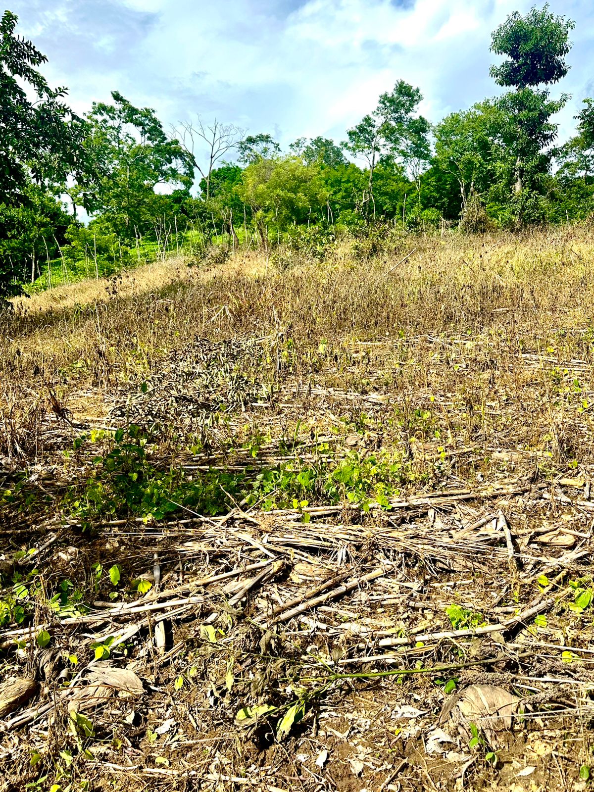 HUIZUCAR TILAPA1 LA LIBERTAD 