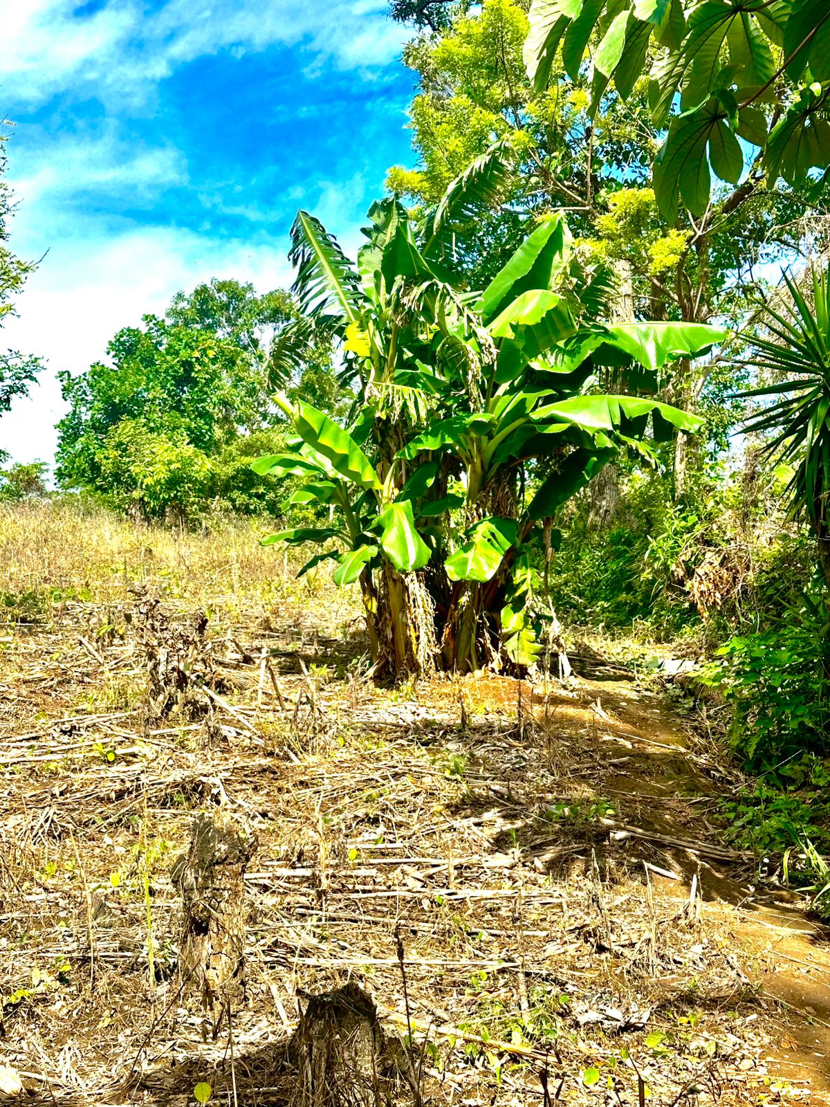 HUIZUCAR TILAPA1 LA LIBERTAD 