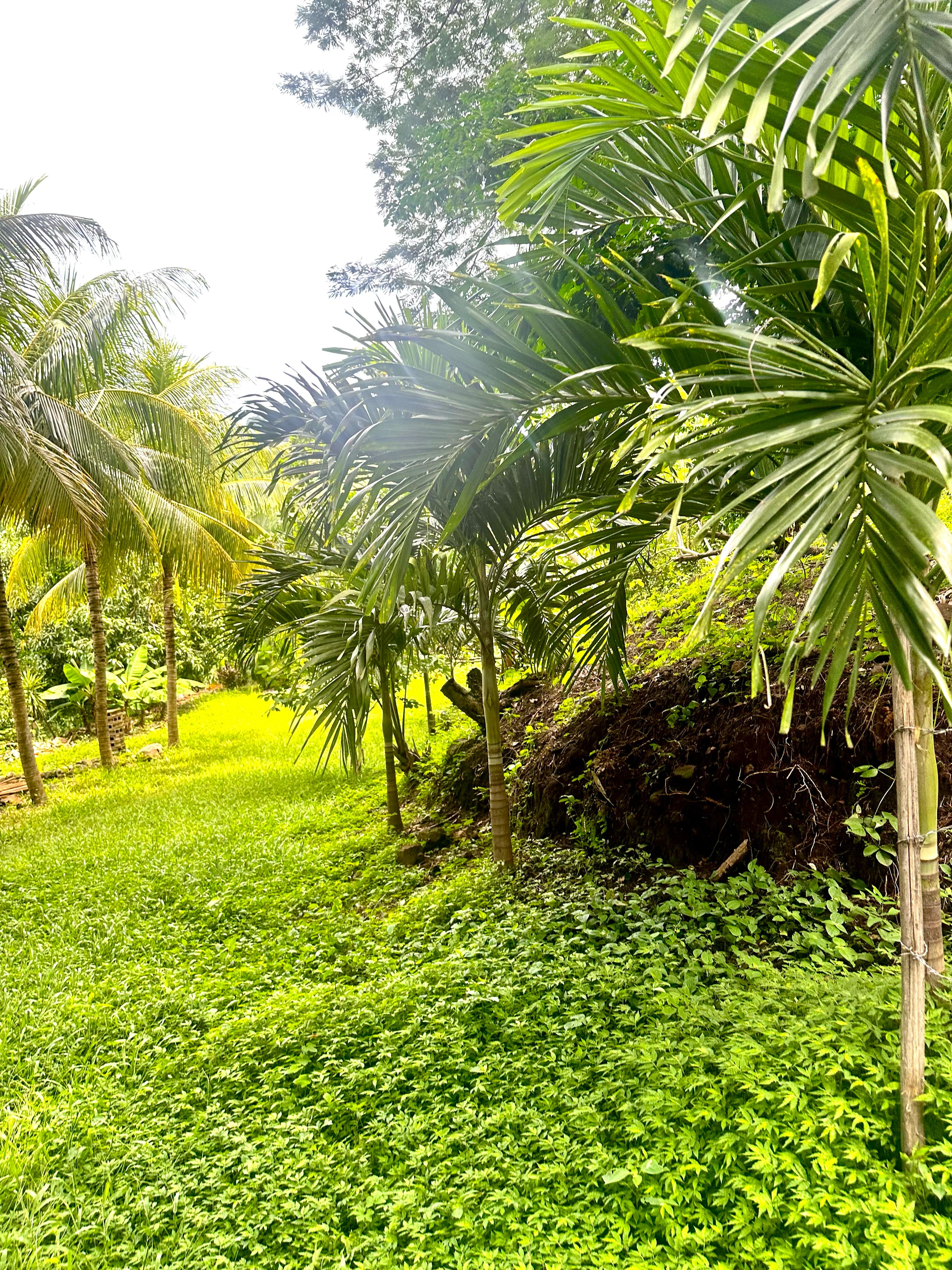 SE VENDE LA LIBERTAD TAMANIQUE EL CARMEN