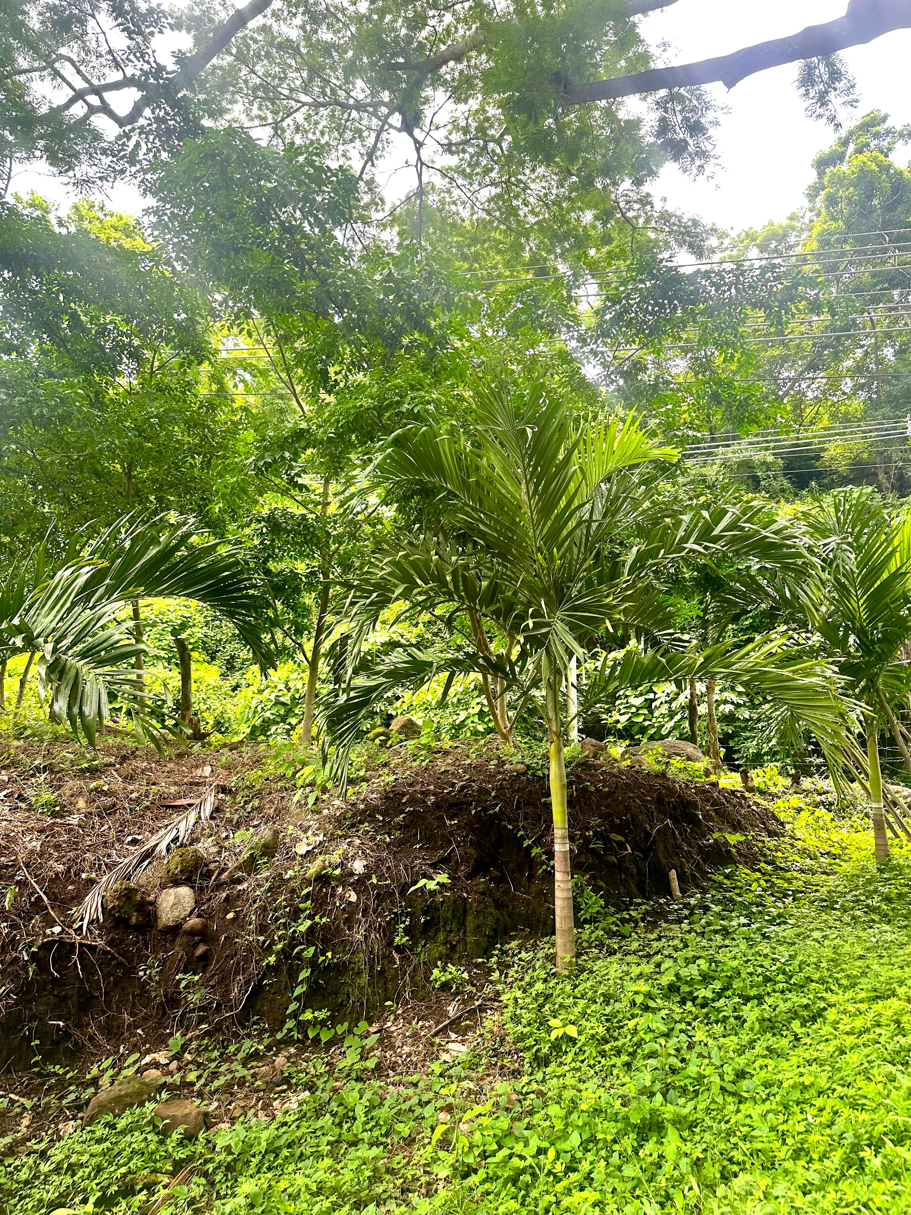SE VENDE LA LIBERTAD TAMANIQUE EL CARMEN 