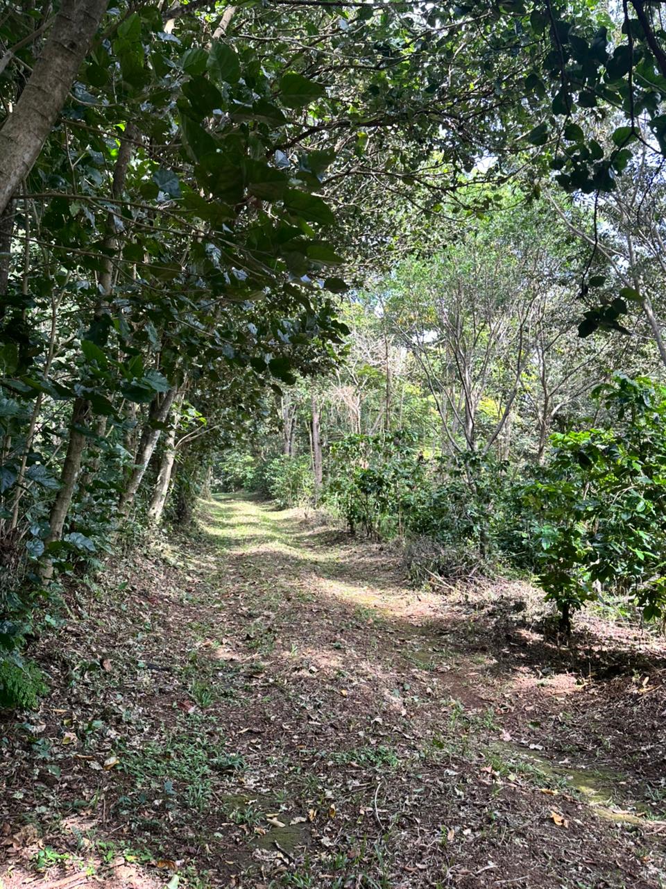 FINCA MONTE BELLO EL CONGO 123MANZANAS