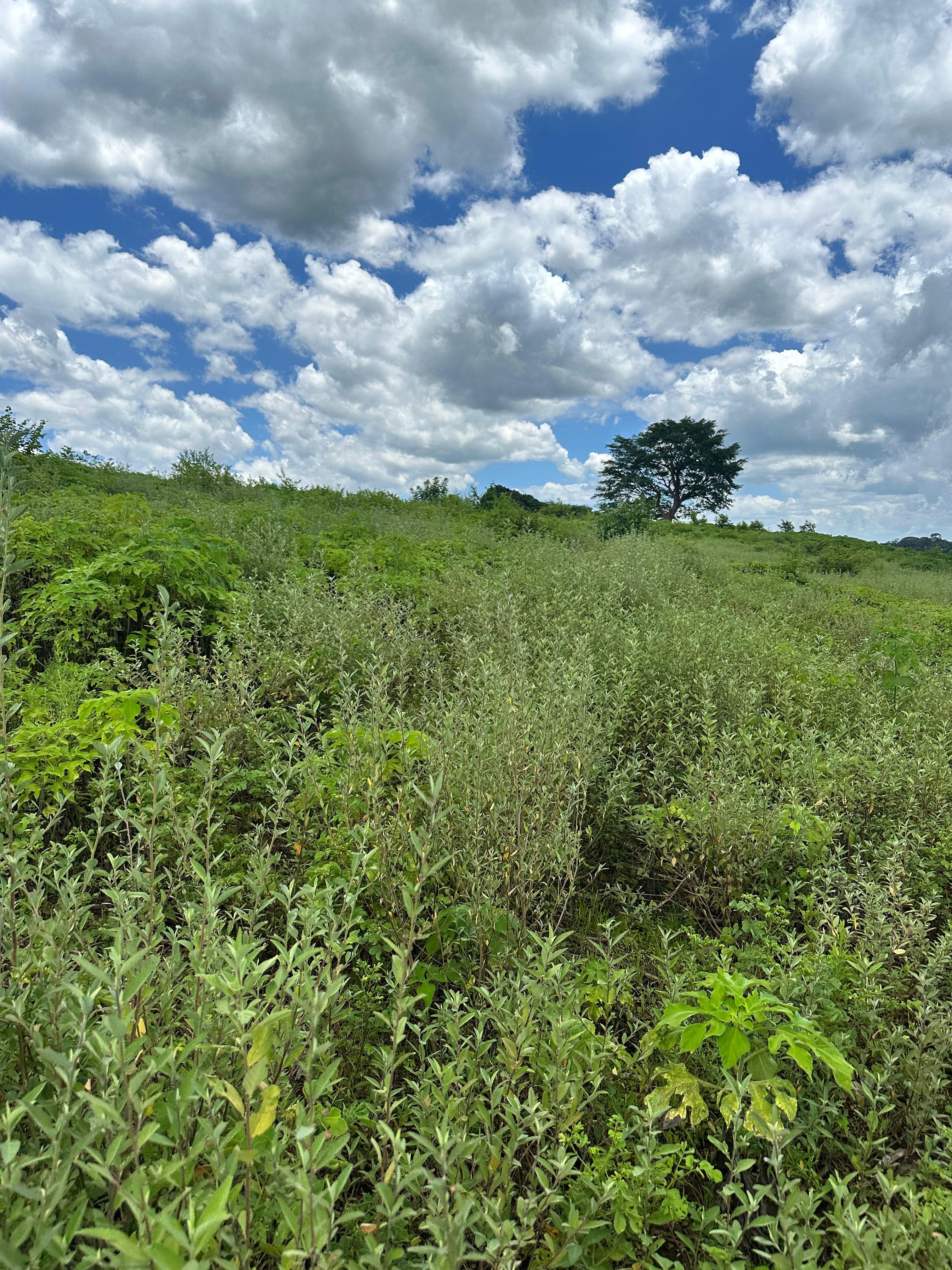 SE VENDE 12 MANZANAS EN LA SHILA COMASAGUA