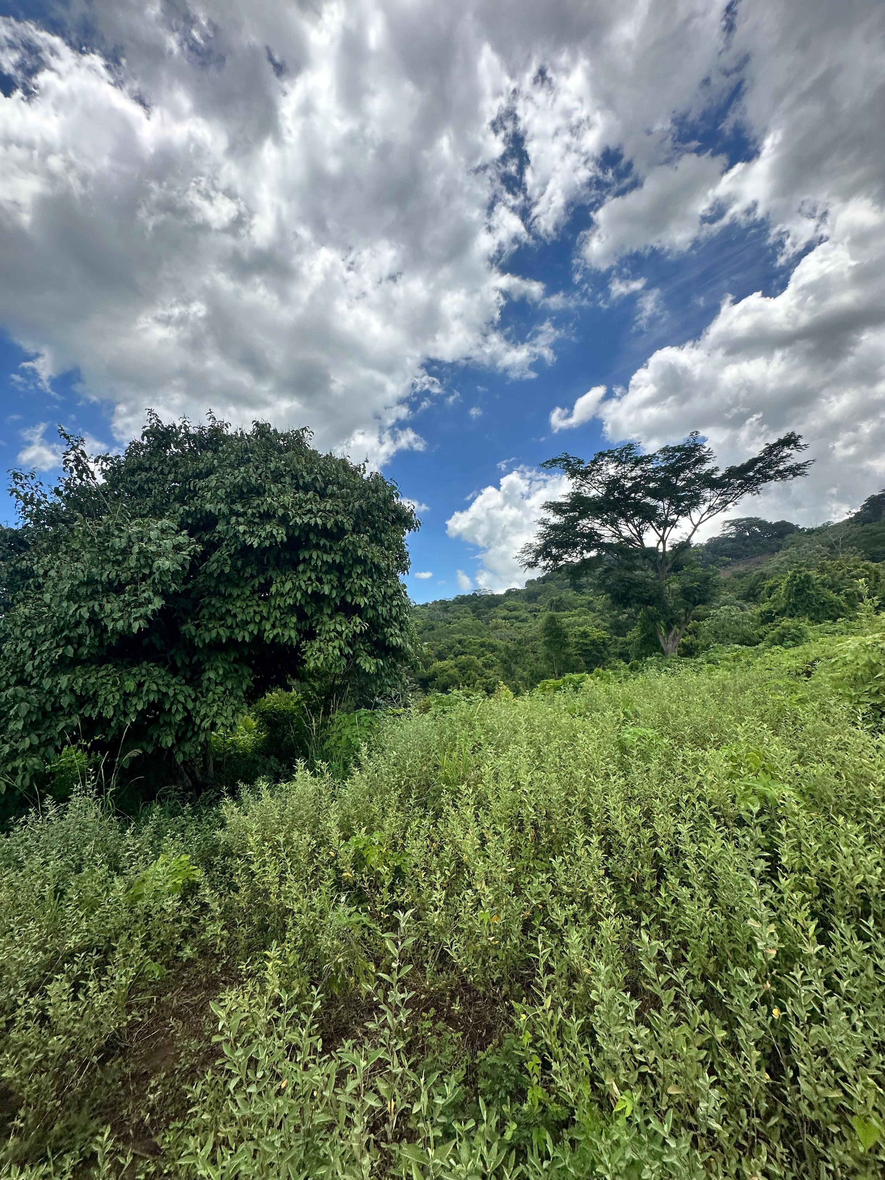 SE VENDE 12 MANZANAS EN LA SHILA COMASAGUA