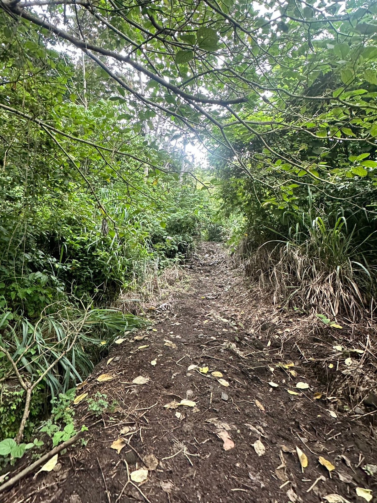TERRENO BAJANDO LOS CHORROS 12 MANZANAS