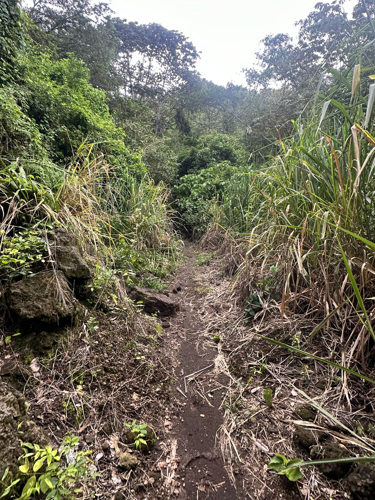 TERRENO BAJANDO LOS CHORROS 12 MANZANAS