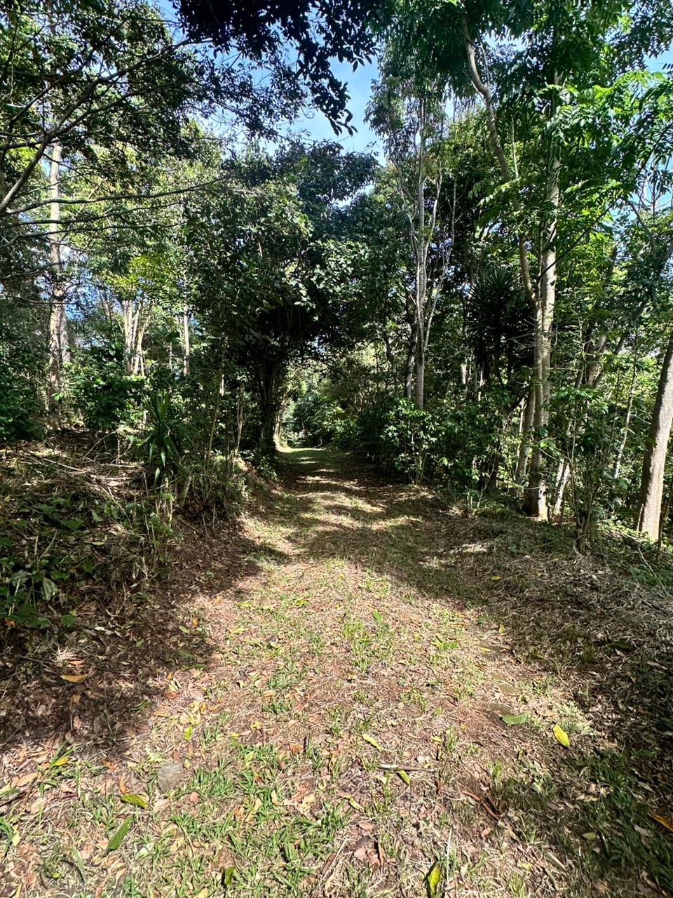 FINCA MONTE BELLO EL CONGO 123MANZANAS