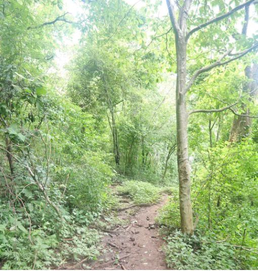 EL ZONTE LA LIBERTAD 