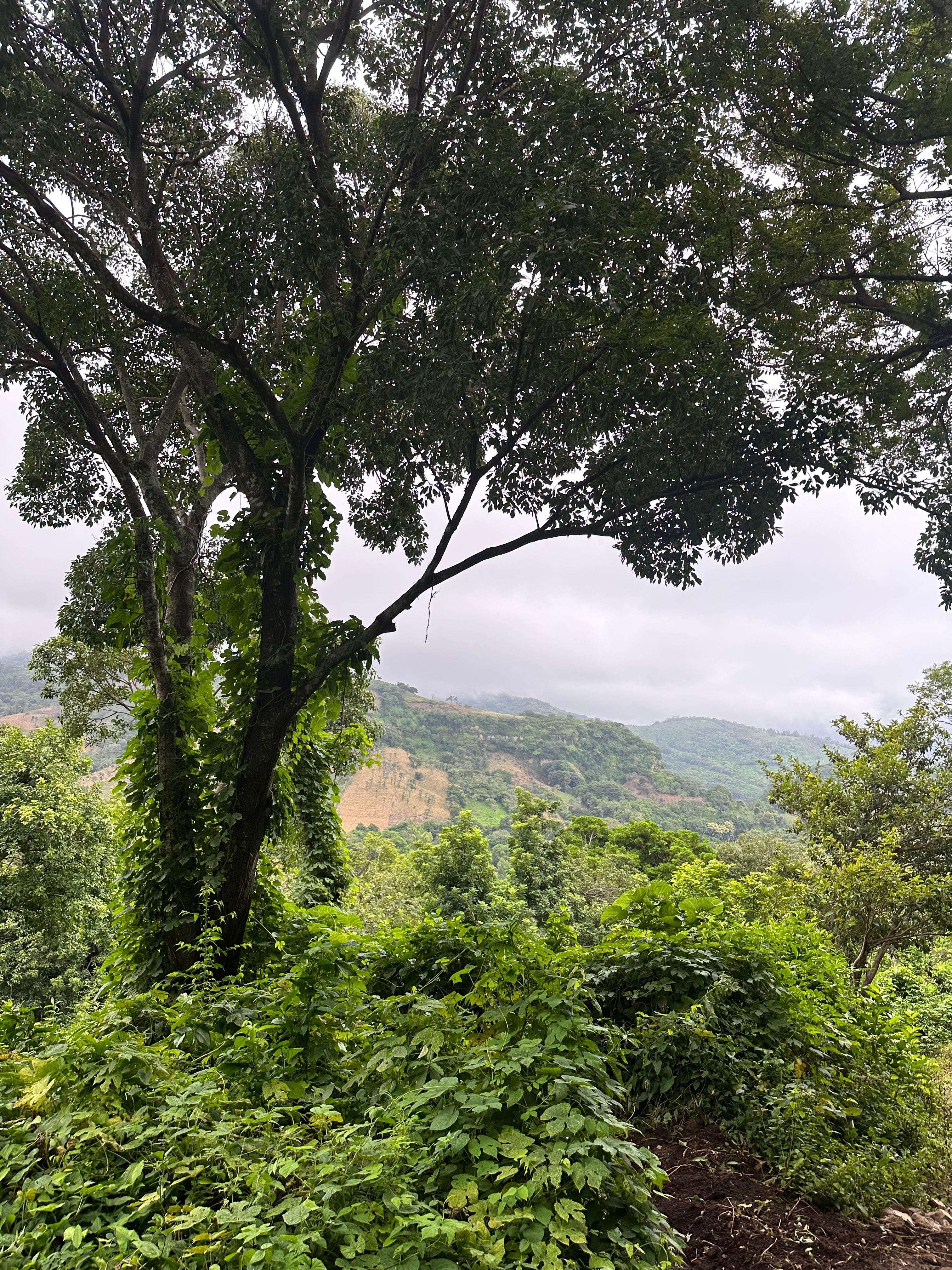 SE VENDE TERRENO EN TAMANIQUE CALLE TEMPISQUE