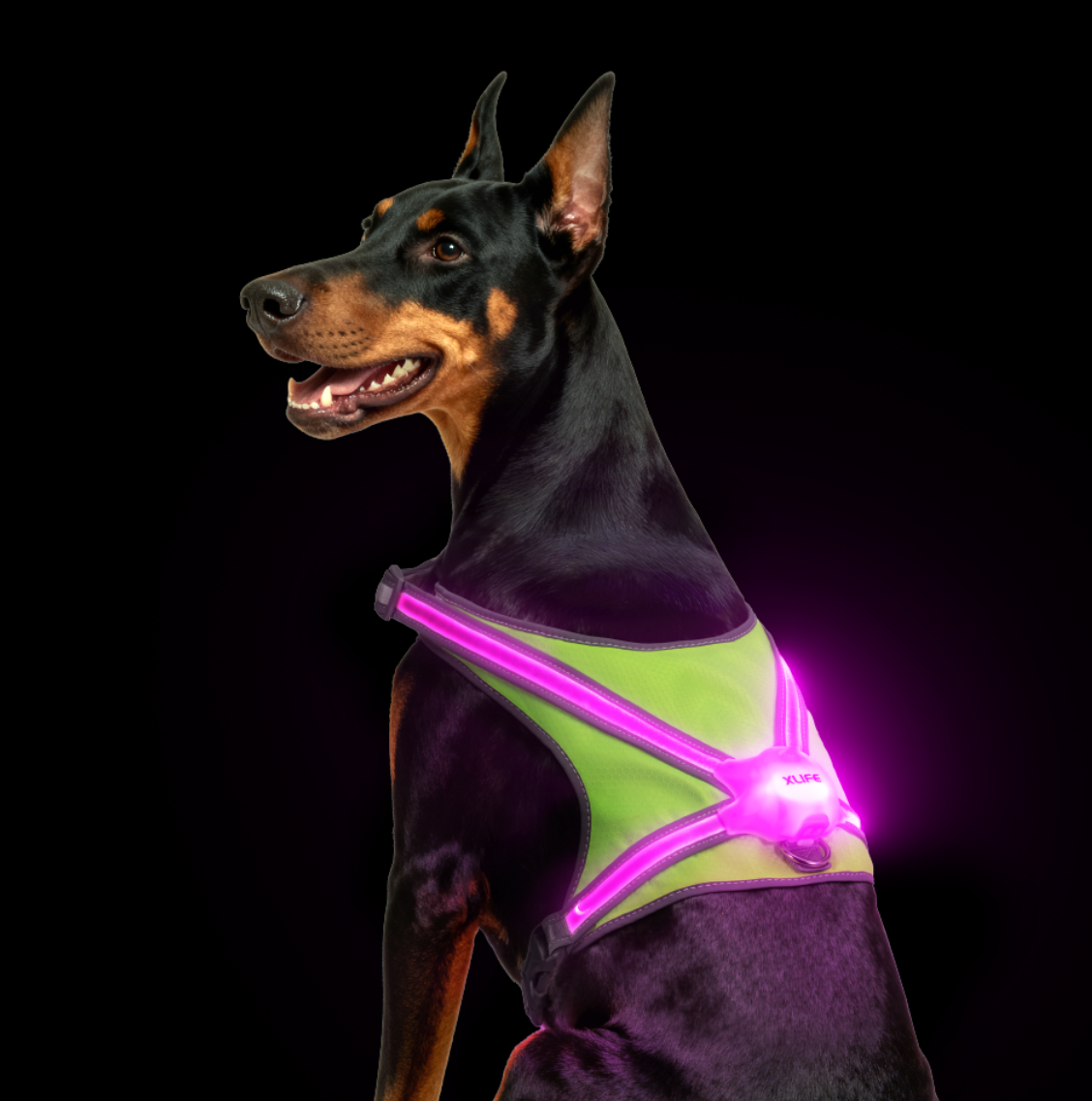 Xlife Light Up Dog Harness-S