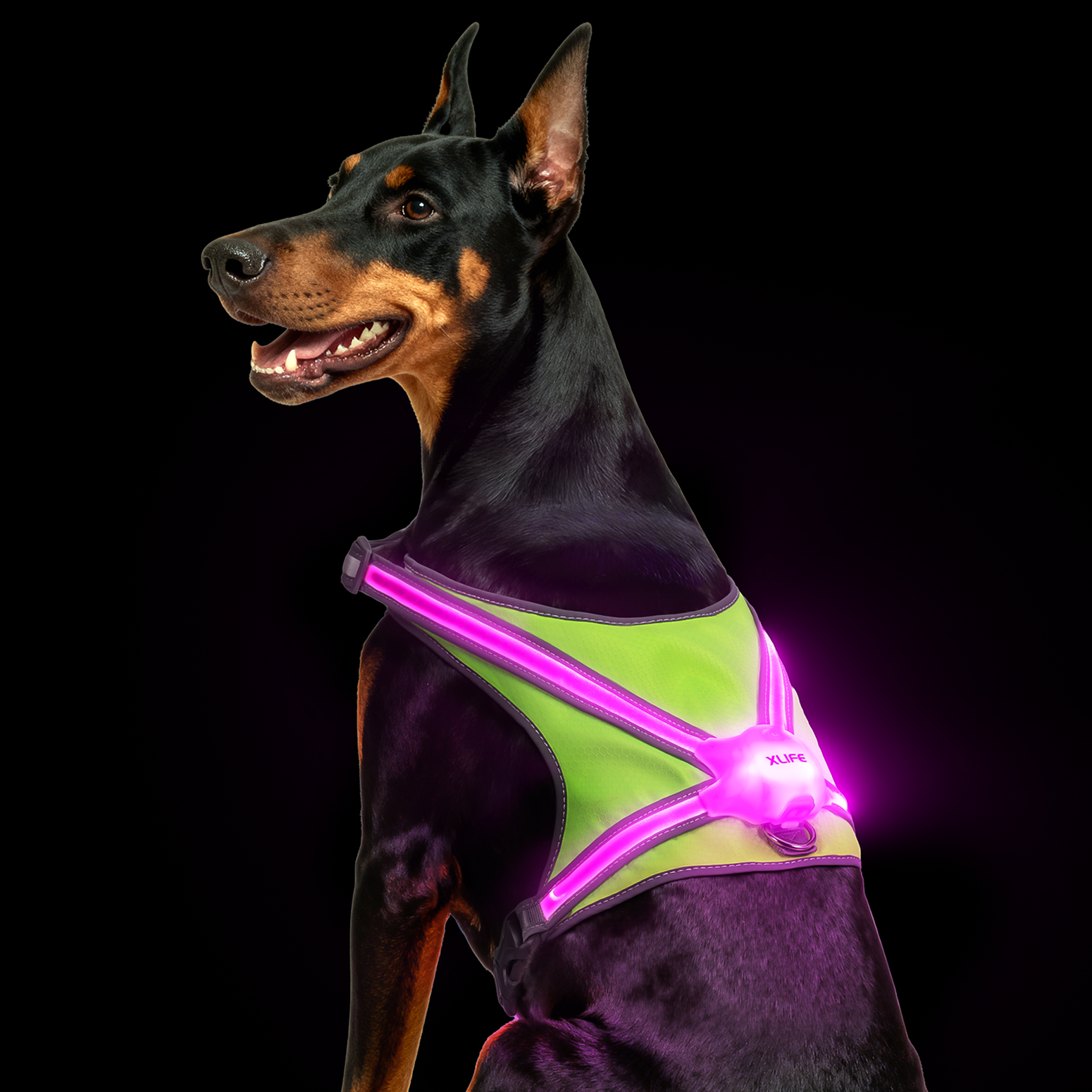 Xlife Light Up Dog Harness-M