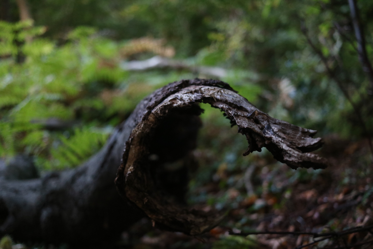 Dúisigh do Dhúchas Retreat