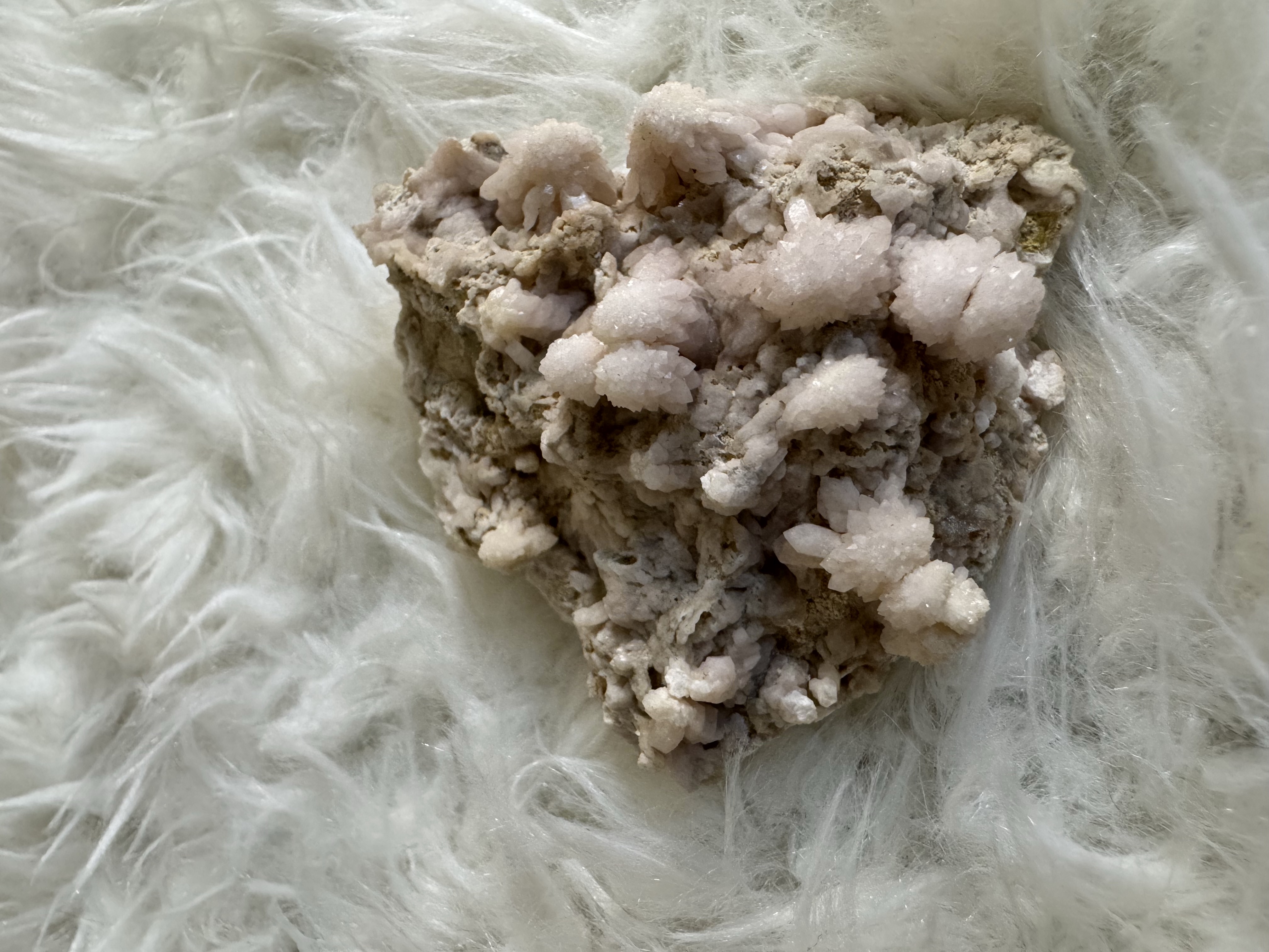 Peruvian Pink Cluster