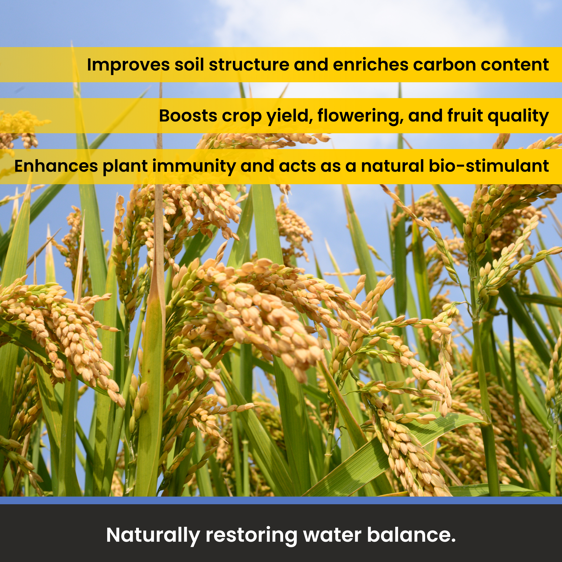 Amritdhara Natural Humic Acid 80% Flakes