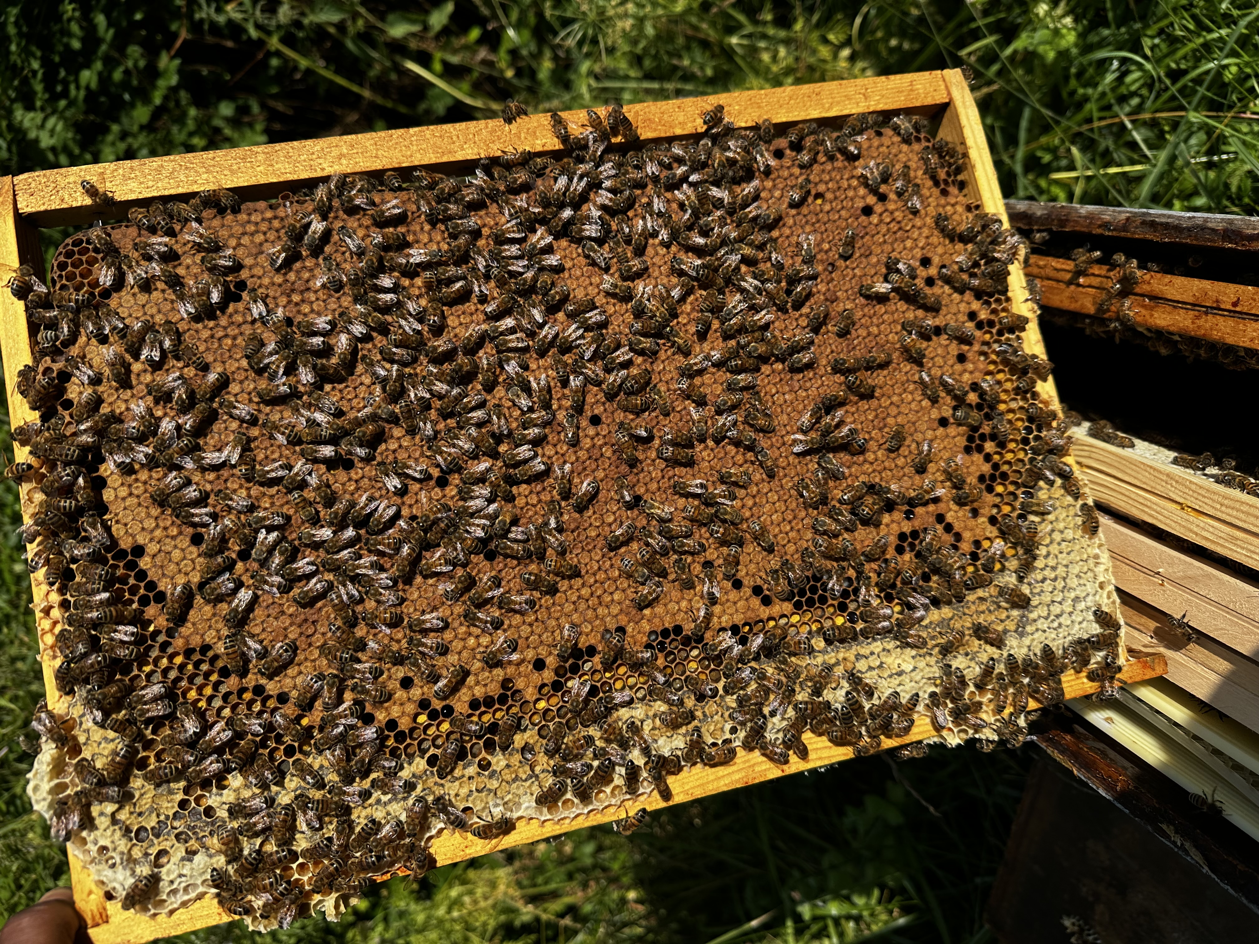 Essaim bio sur 5 cadres dont 3 couvains