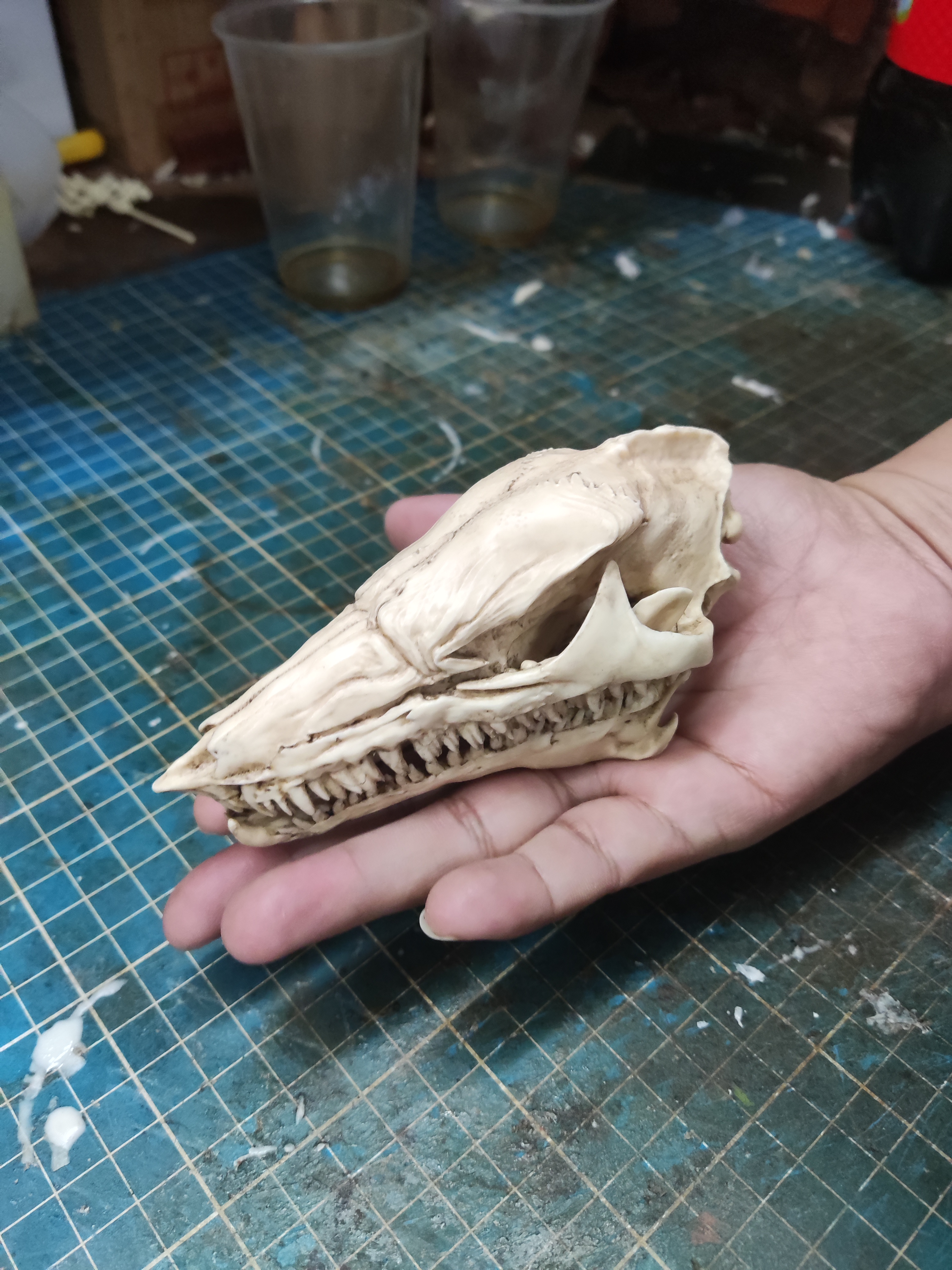 Animal Skull