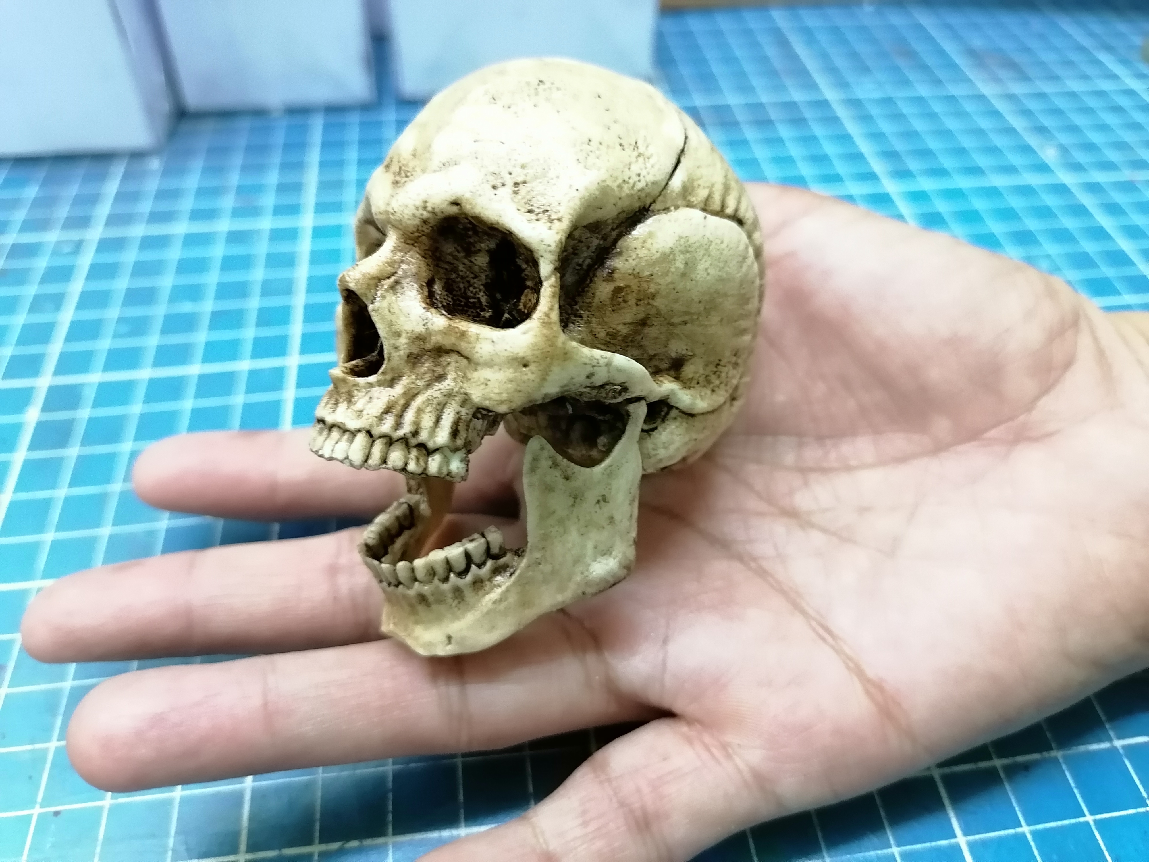 1/3 Scale Human Skull mobeable jaw