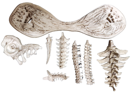 Alien Queen Skeletal 1/12 size "NECA Size"