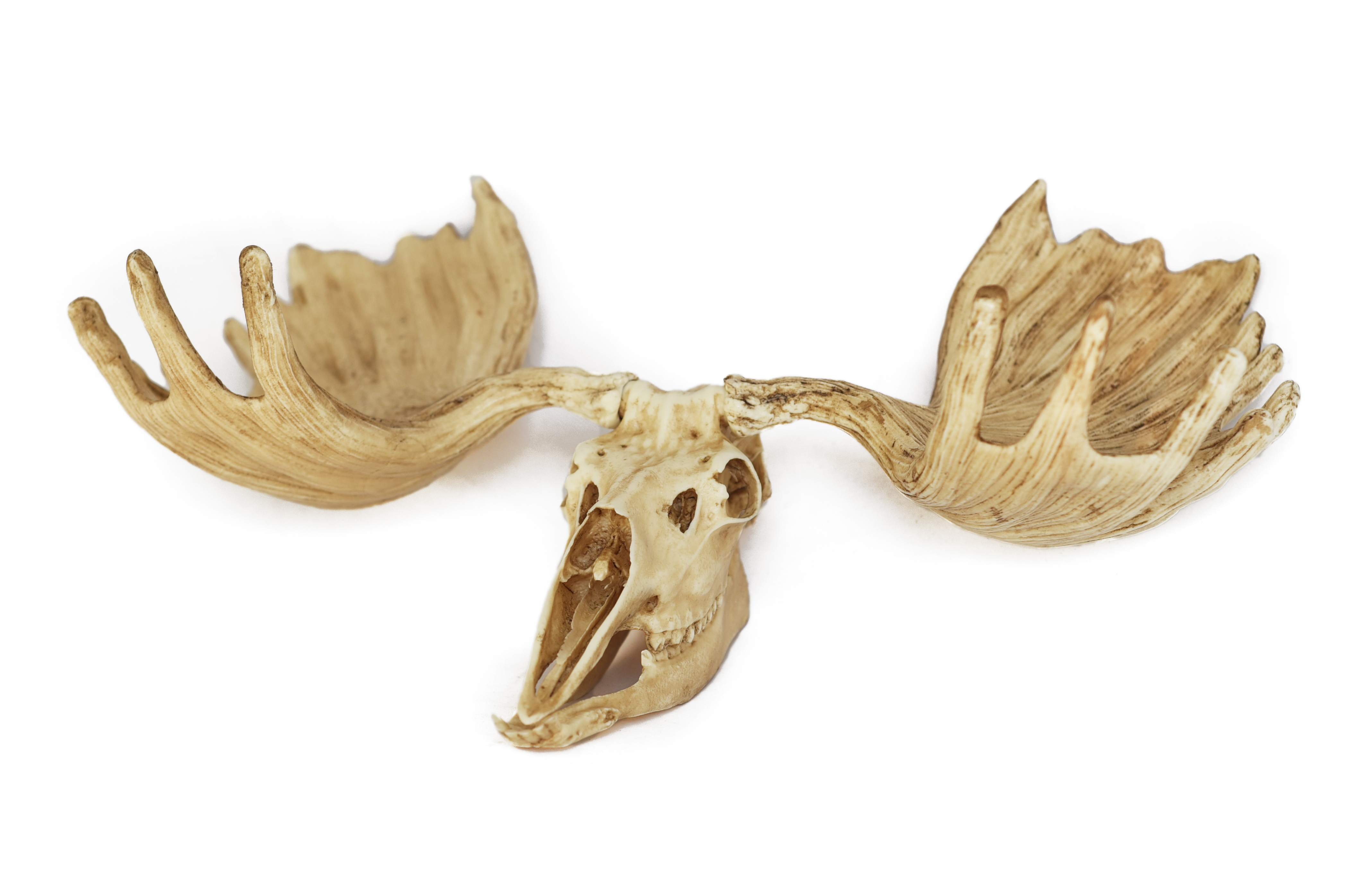 Moose Skull with Antlers 1/6 scale