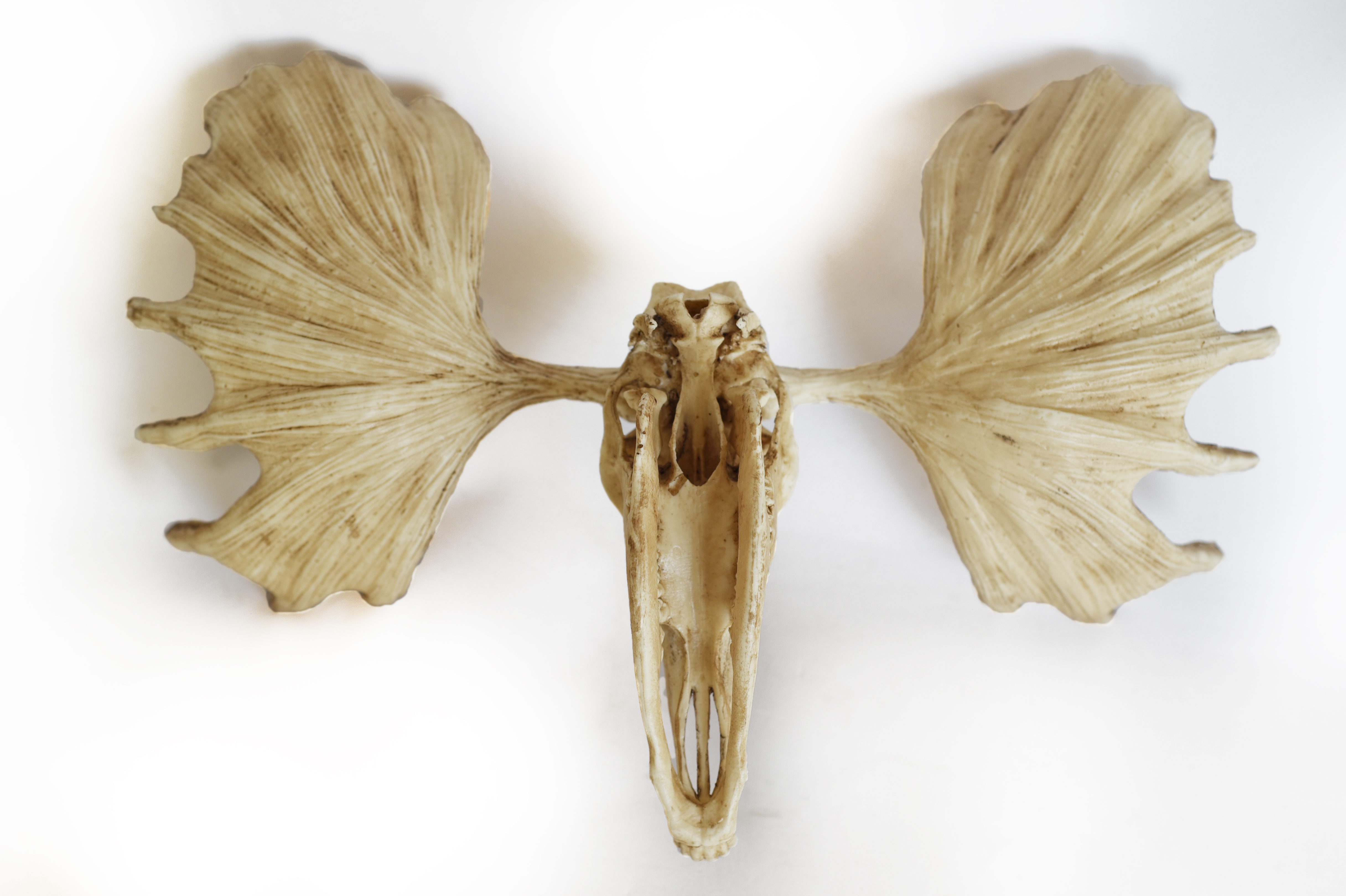 Moose Skull with Antlers 1/6 scale