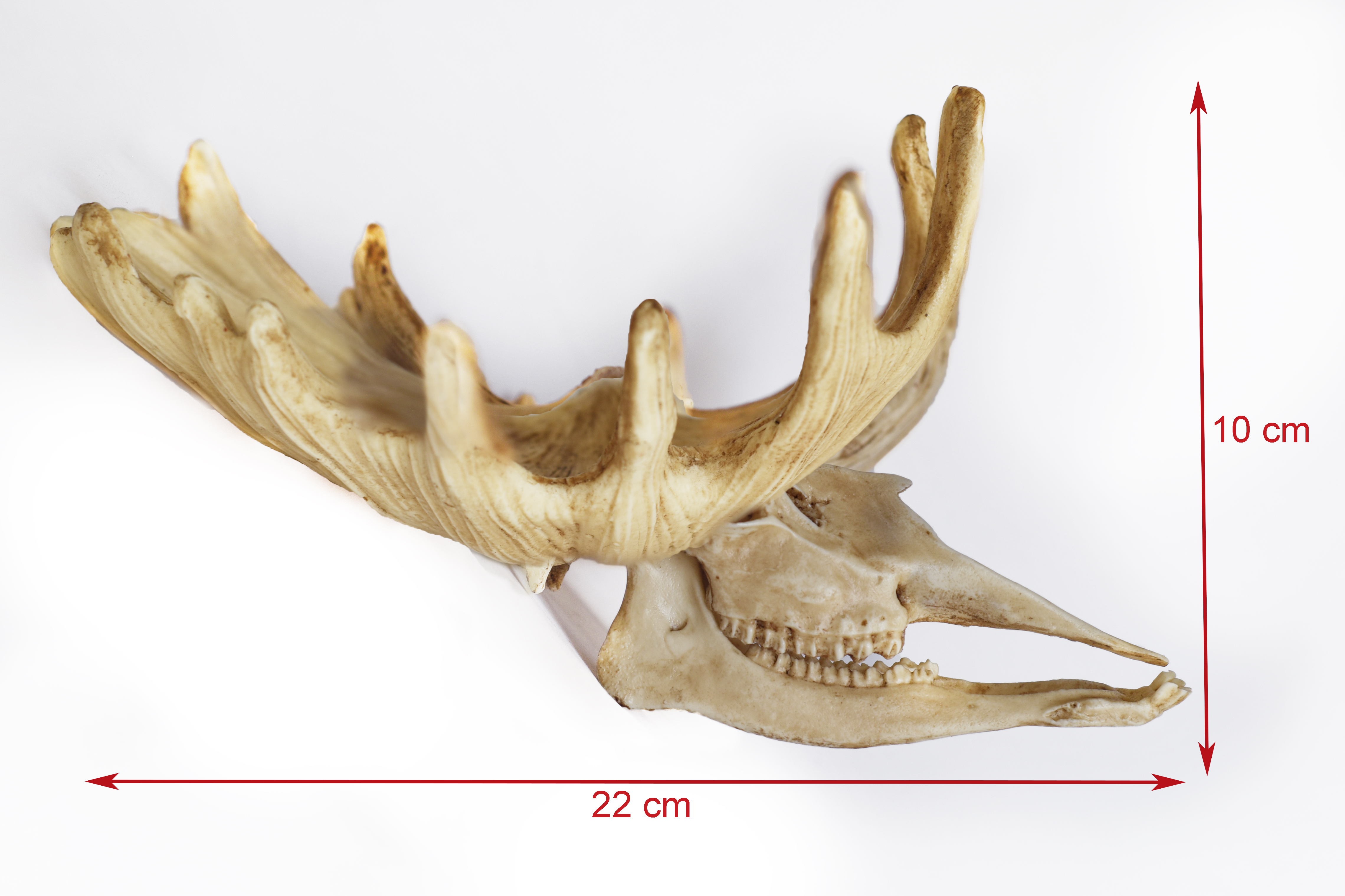 Moose Skull with Antlers 1/6 scale