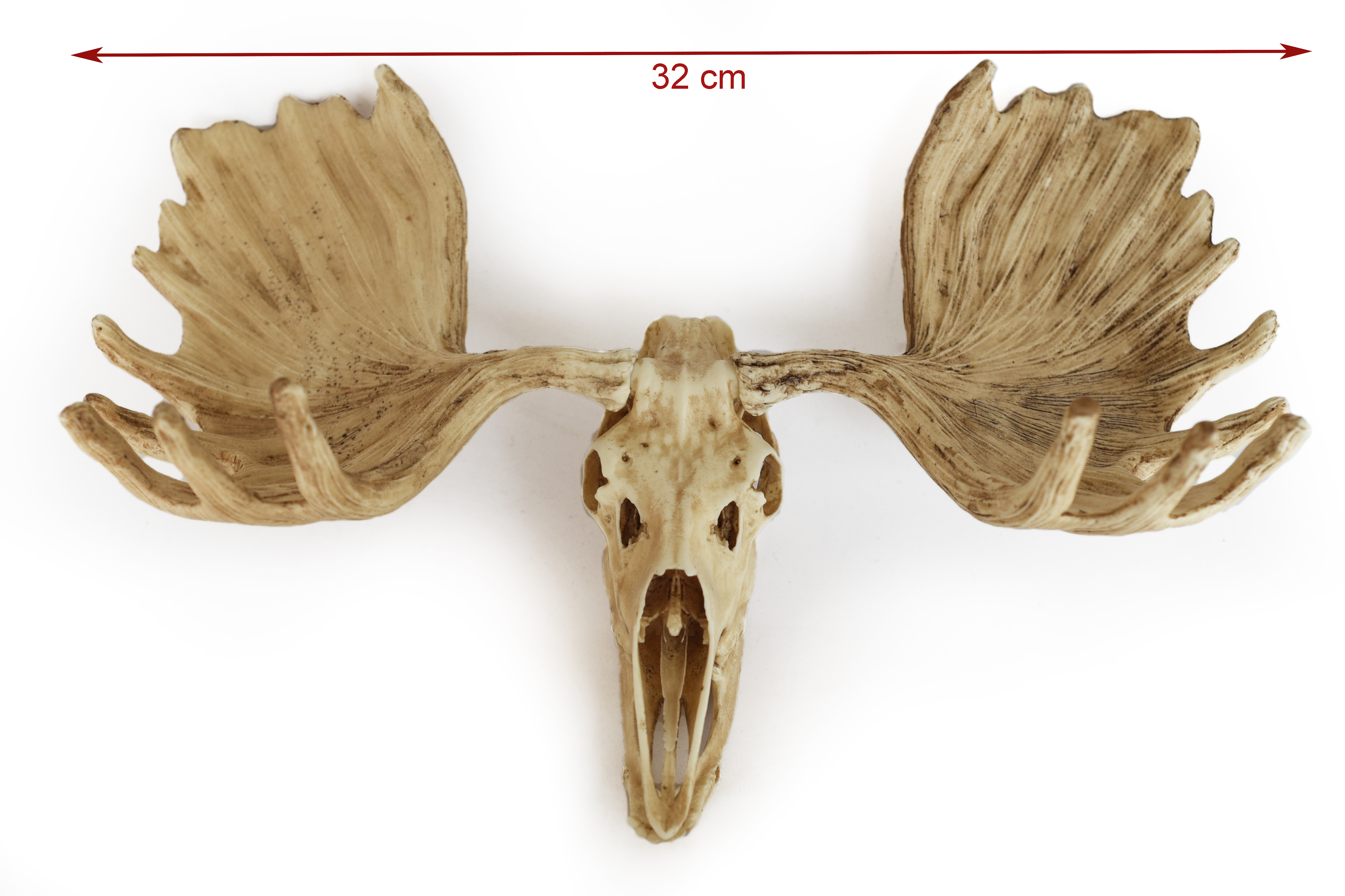 Moose Skull with Antlers 1/6 scale