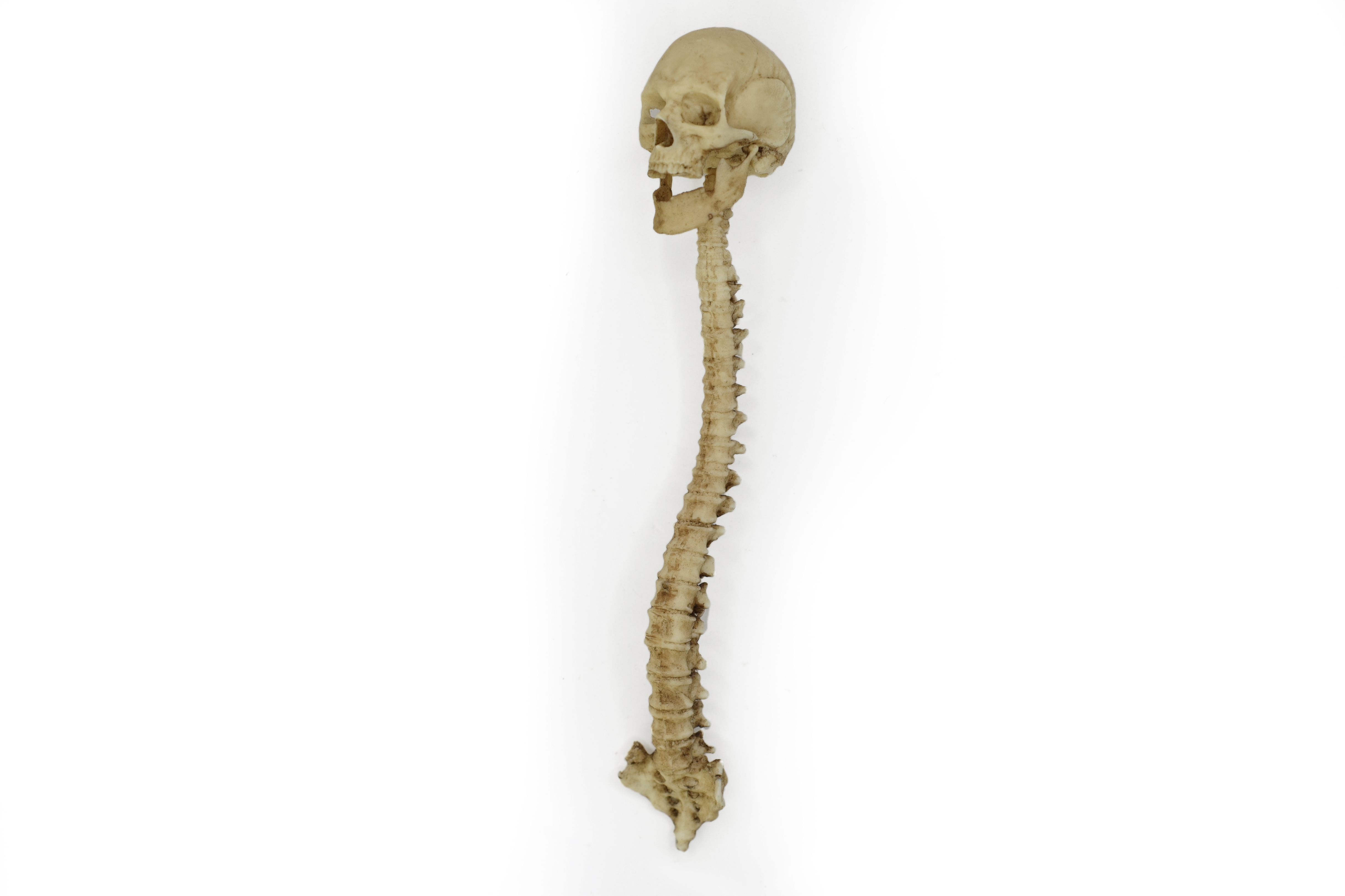 Human Spine and Skull 1/6 Scale