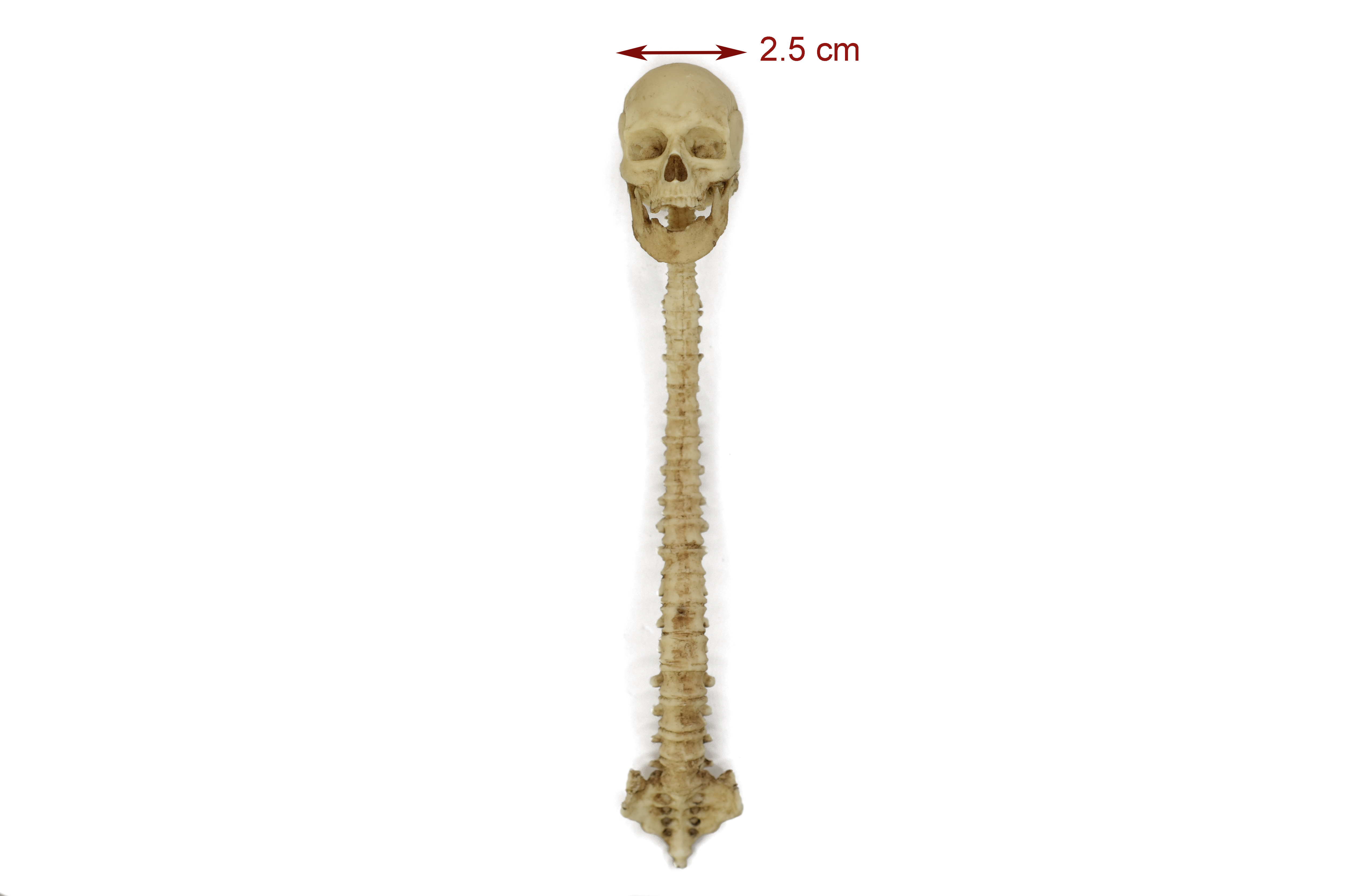 Human Spine and Skull 1/6 Scale