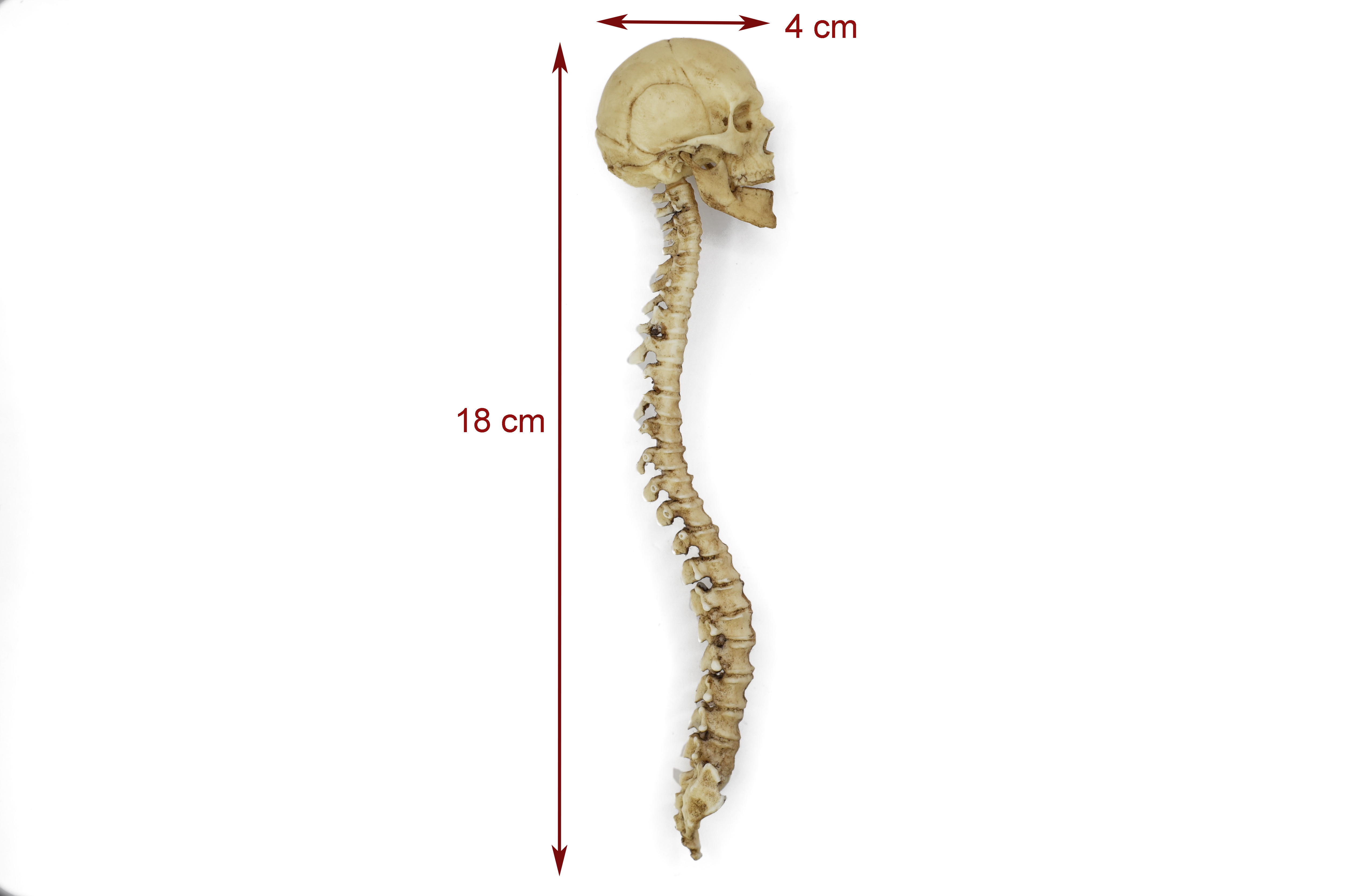Human Spine and Skull 1/6 Scale