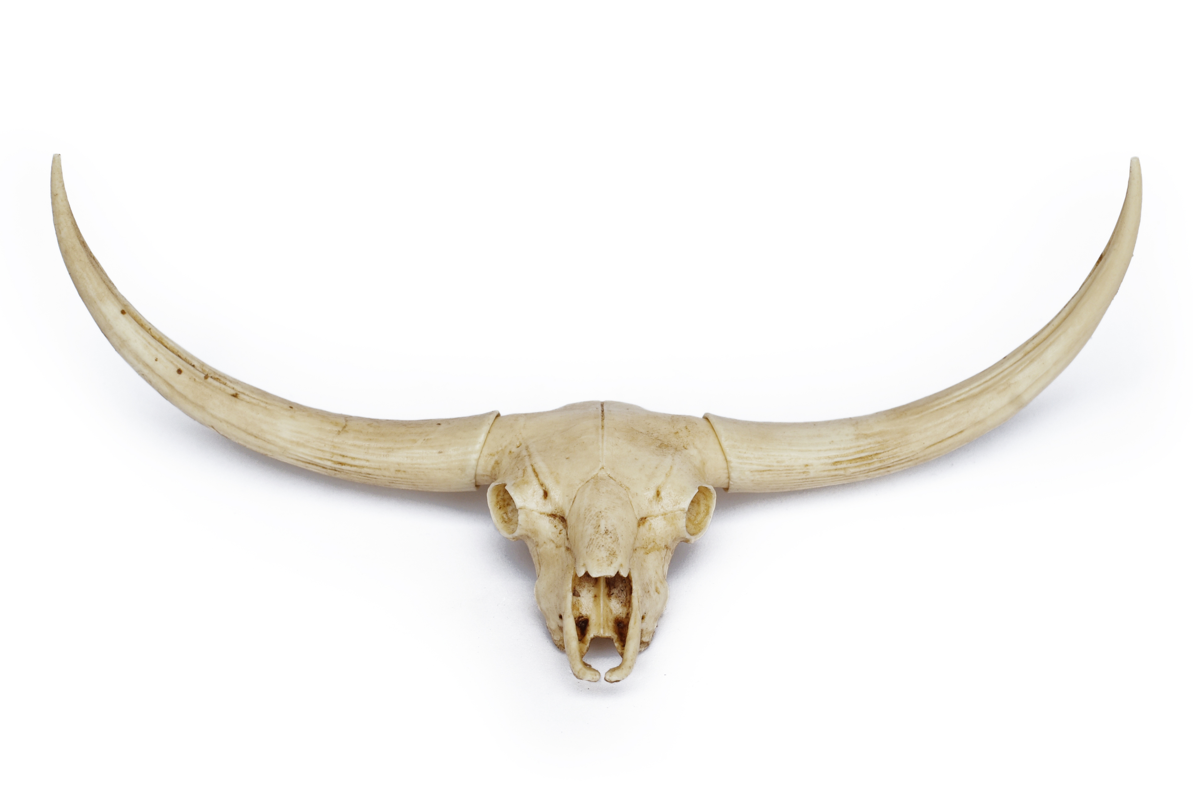 Bull Skull 1/6 Scale Replica
