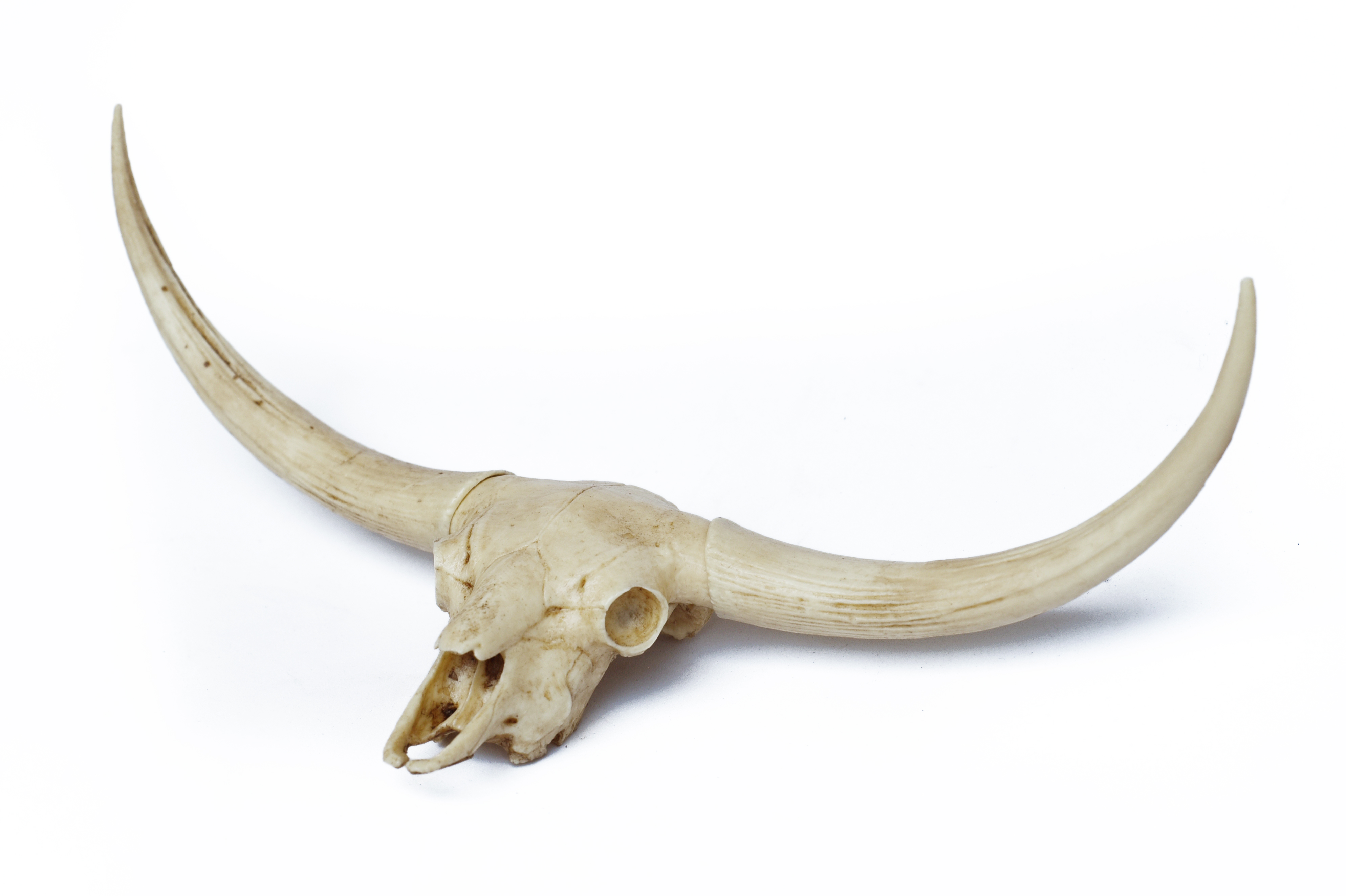 Bull Skull 1/6 Scale Replica