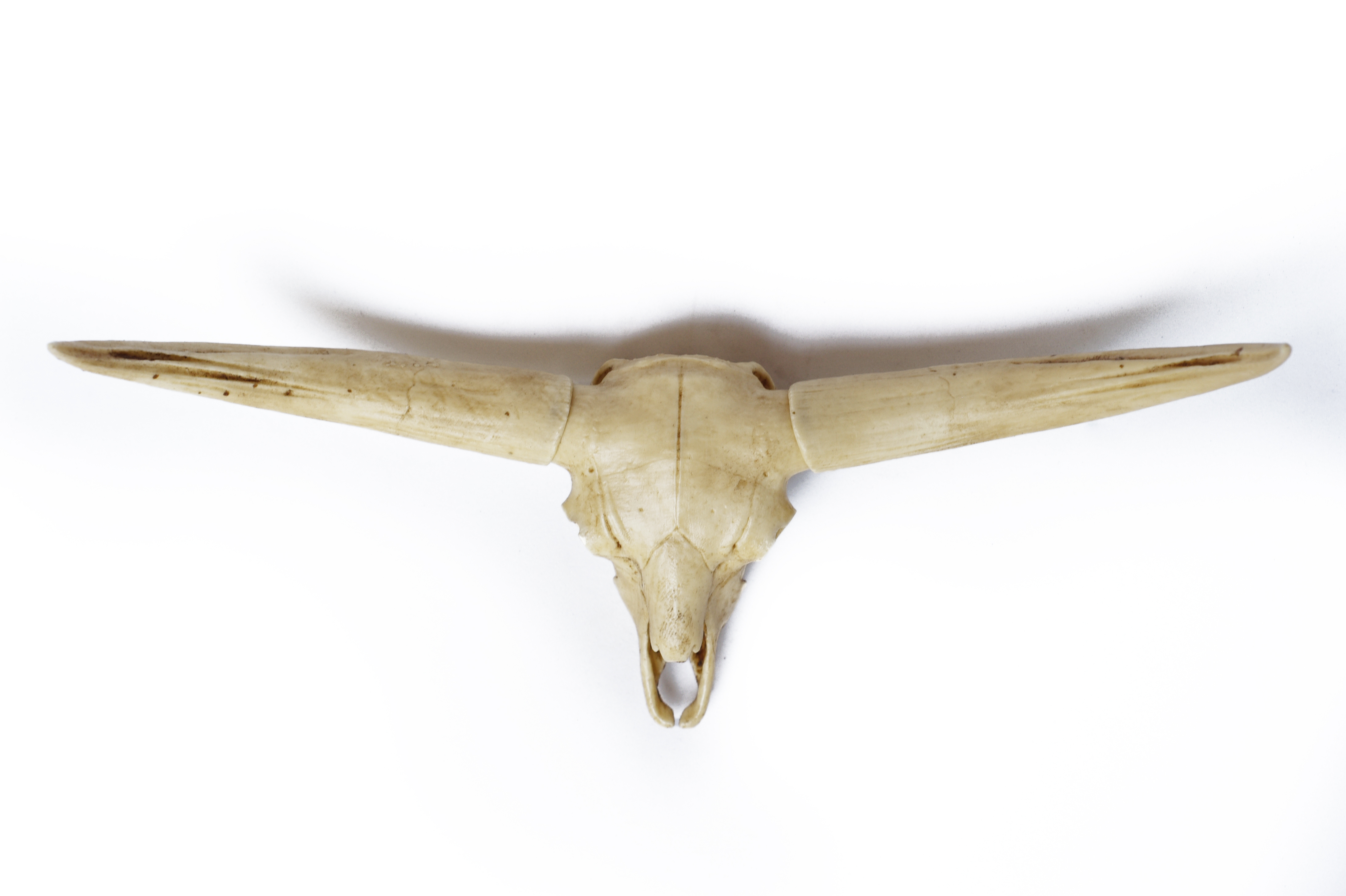 Bull Skull 1/6 Scale Replica