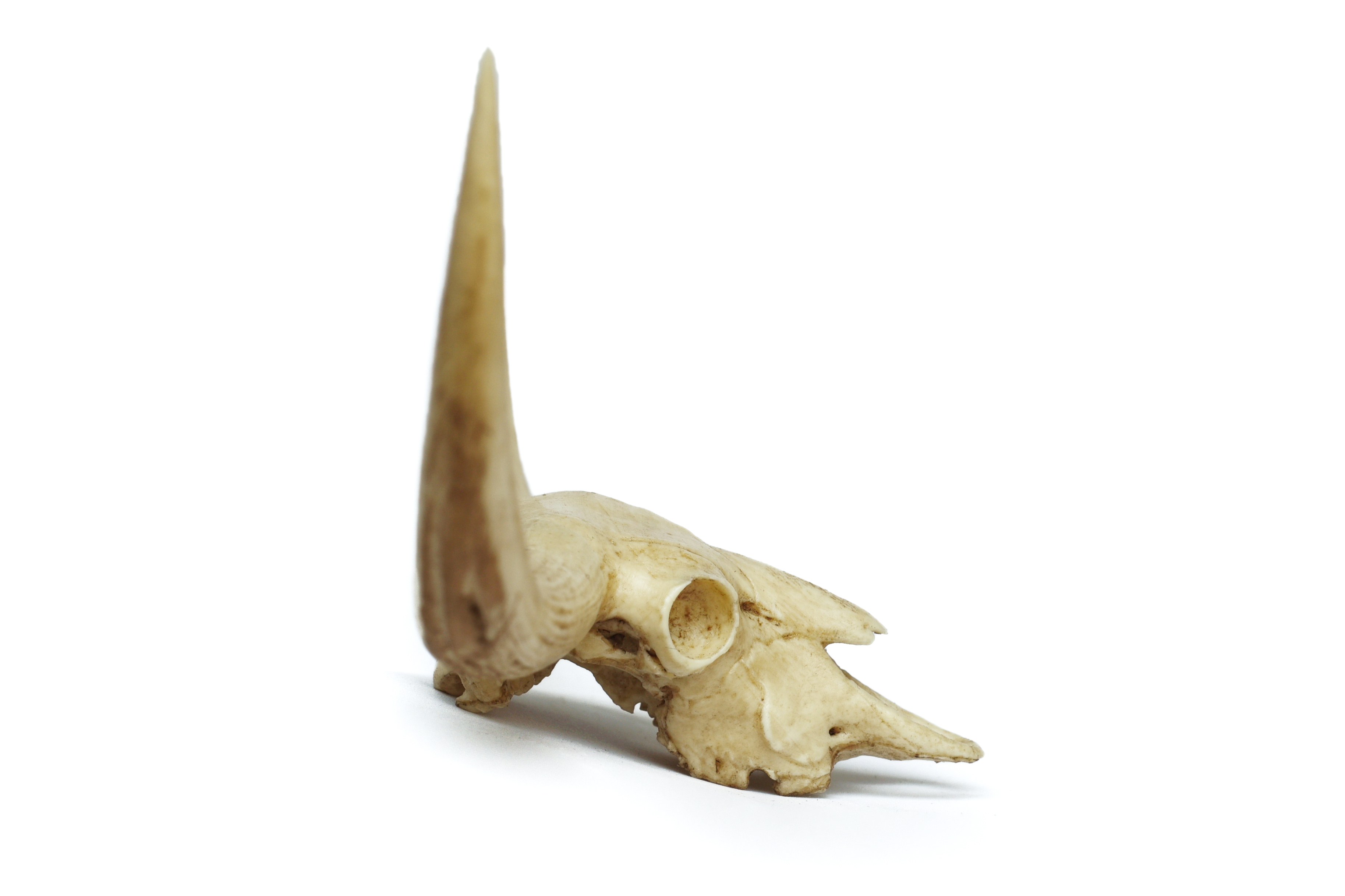 Bull Skull 1/6 Scale Replica