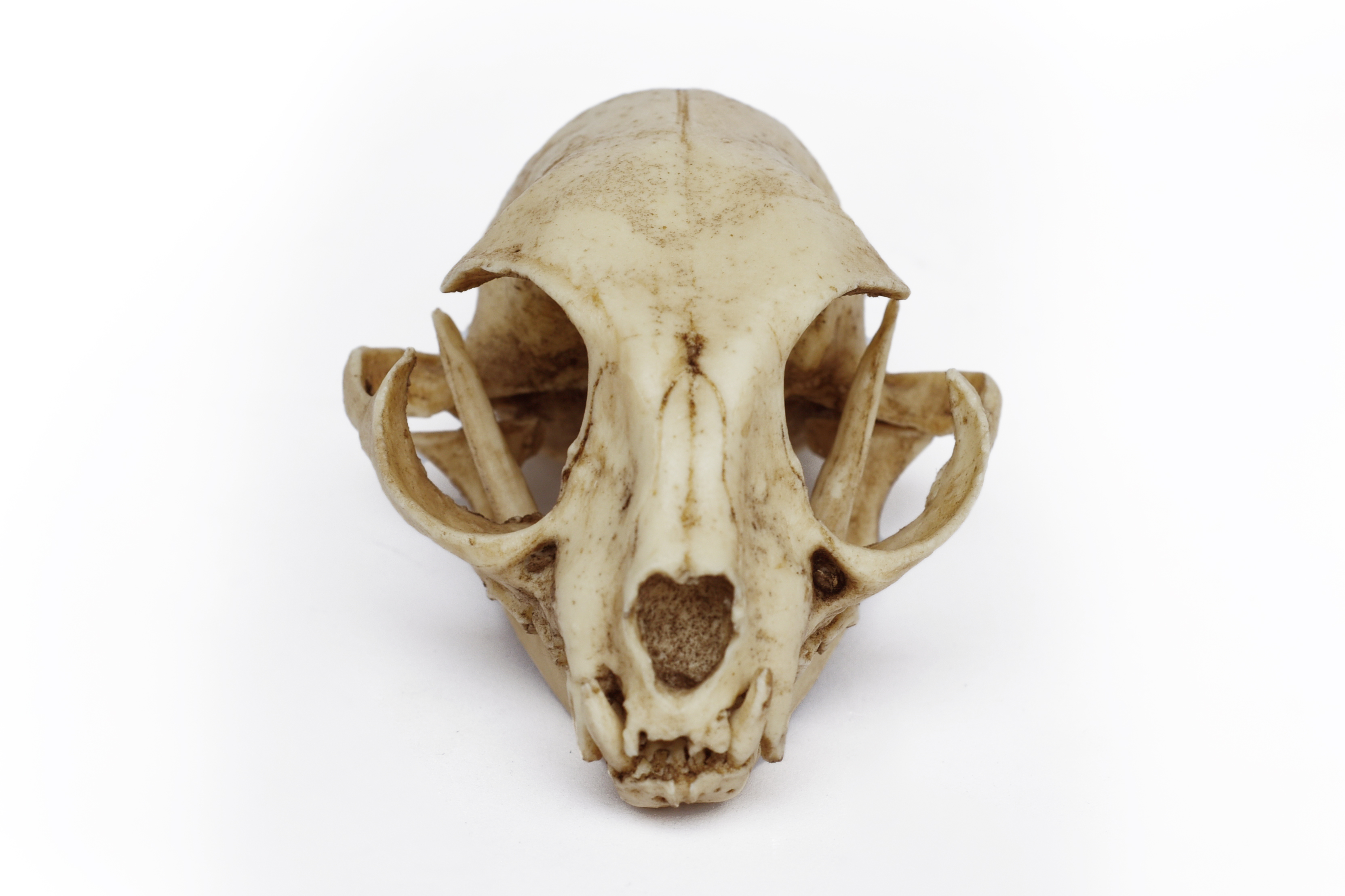 Cat Skull 1/1 Scale Replica